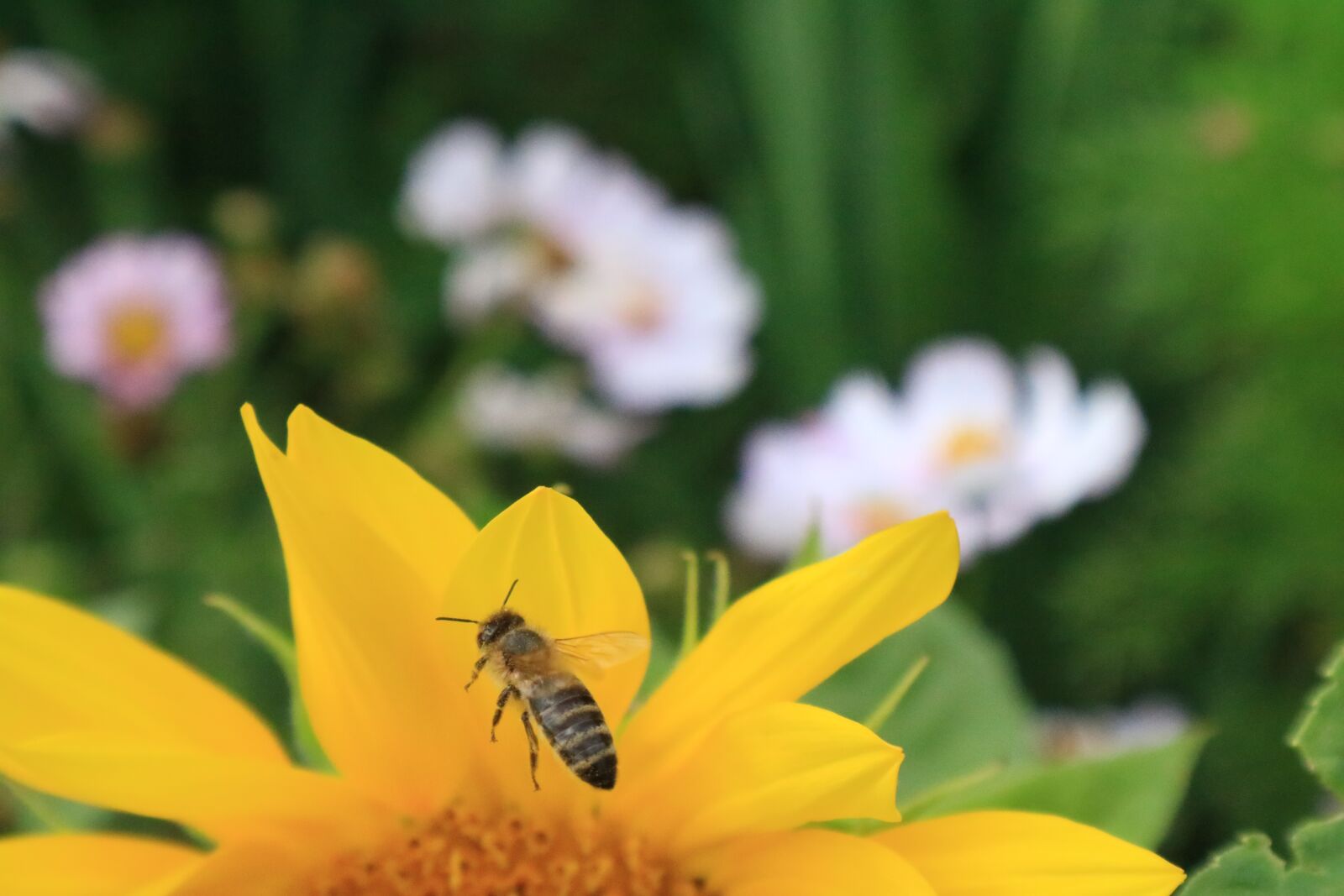 Canon EOS M3 sample photo. Bee, sunflower, close up photography