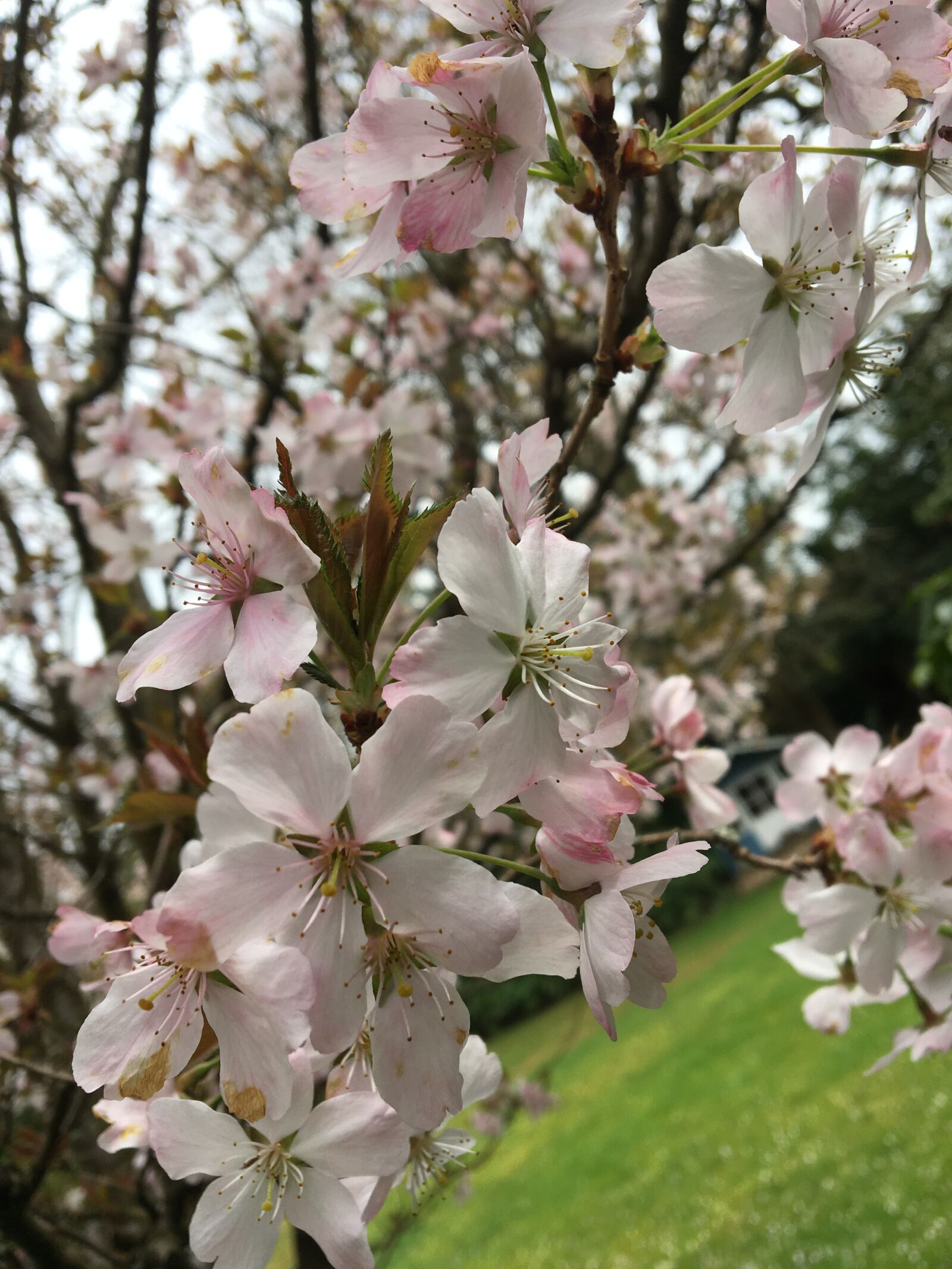 Apple iPhone 6s sample photo. Flower, cherry, tree photography