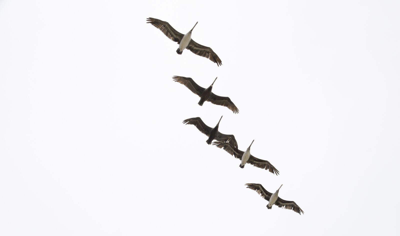 Nikon D5300 sample photo. Pelikan, flying, bird photography