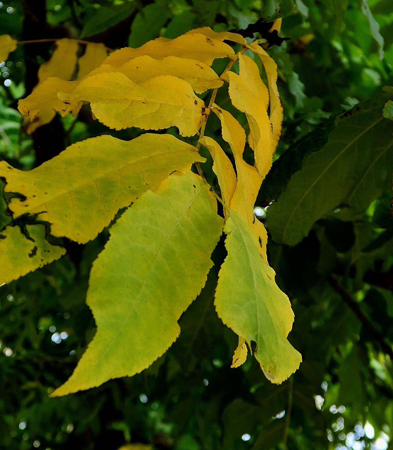 Panasonic Lumix DMC-LX10 (Lumix DMC-LX15) sample photo. Autumn, autumn leaf, leaf photography