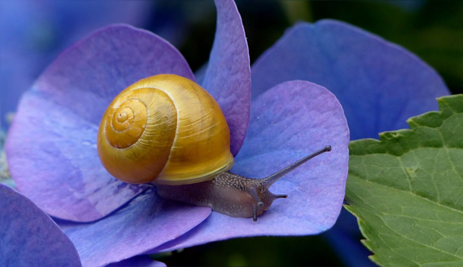Panasonic Lumix DMC-FZ200 sample photo. Animal, mollusk, reptile photography