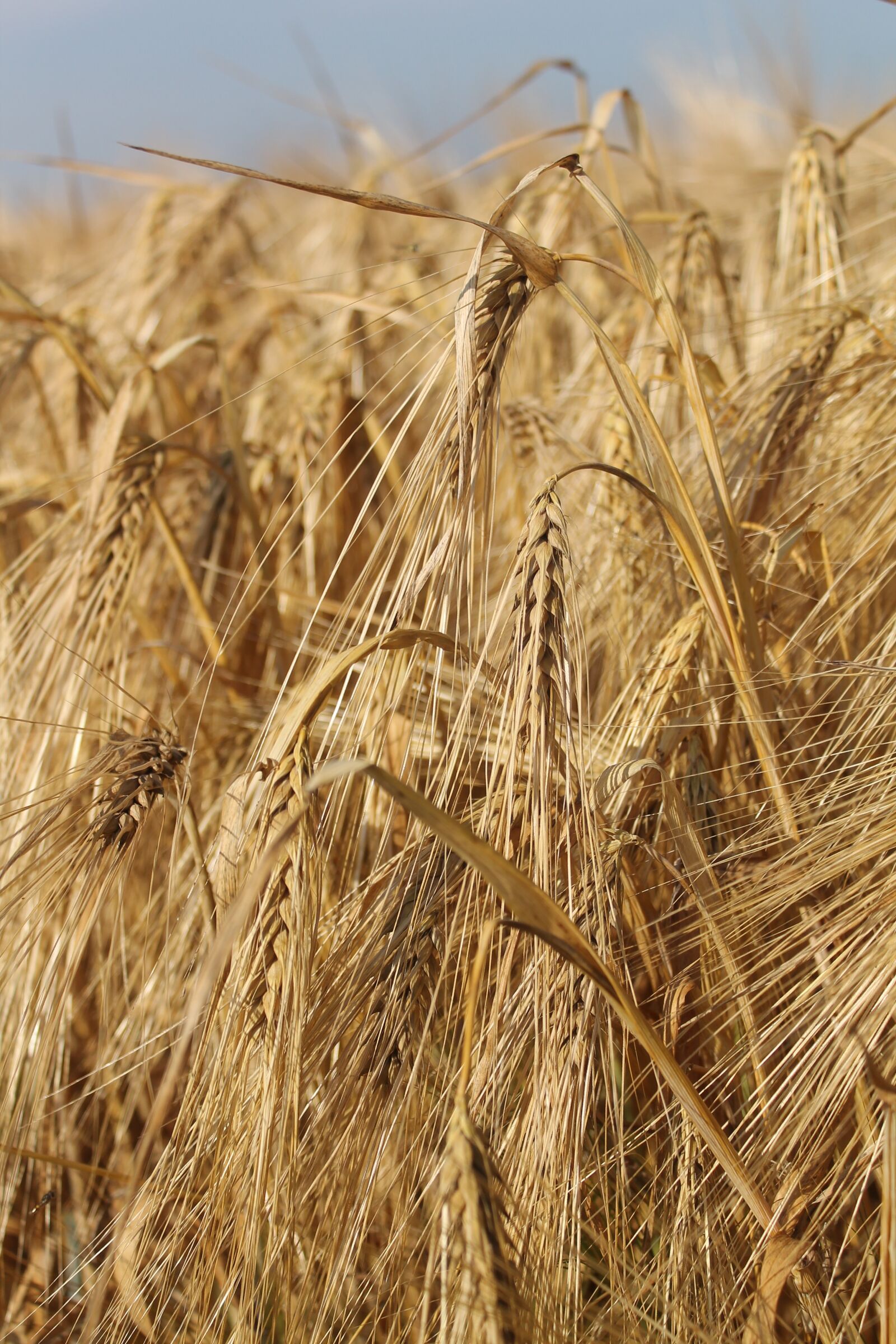 Canon EOS 1100D (EOS Rebel T3 / EOS Kiss X50) sample photo. Cereals, barley, grain photography