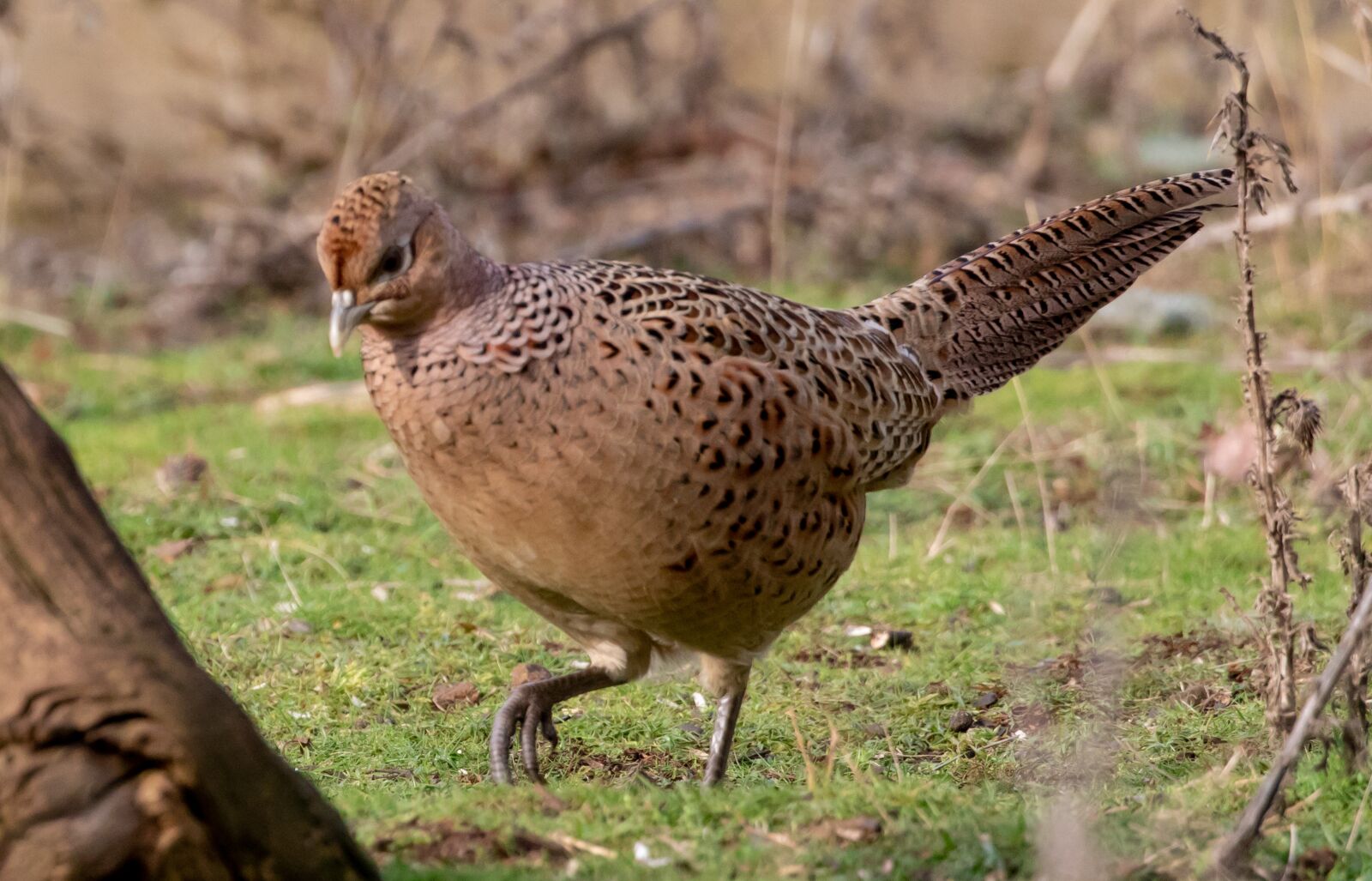 Canon EOS 7D Mark II sample photo. Female pheasant, hen pheasant photography