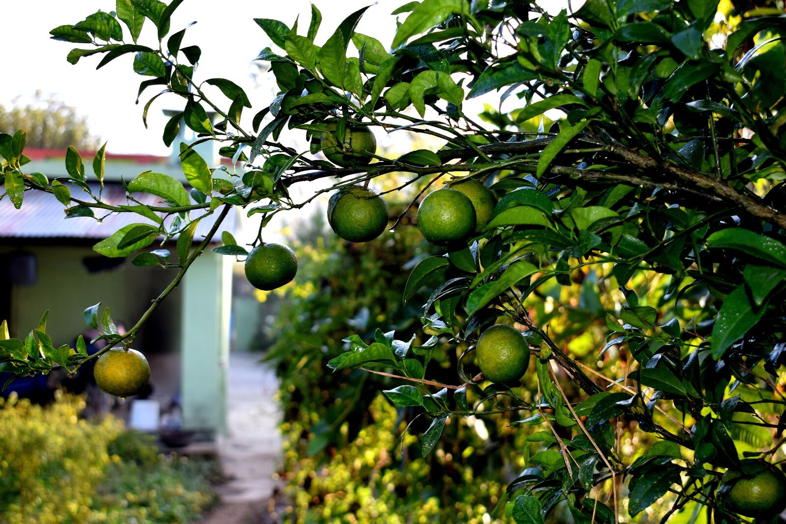 Nikon D3300 sample photo. Fruits, raw, oranges photography