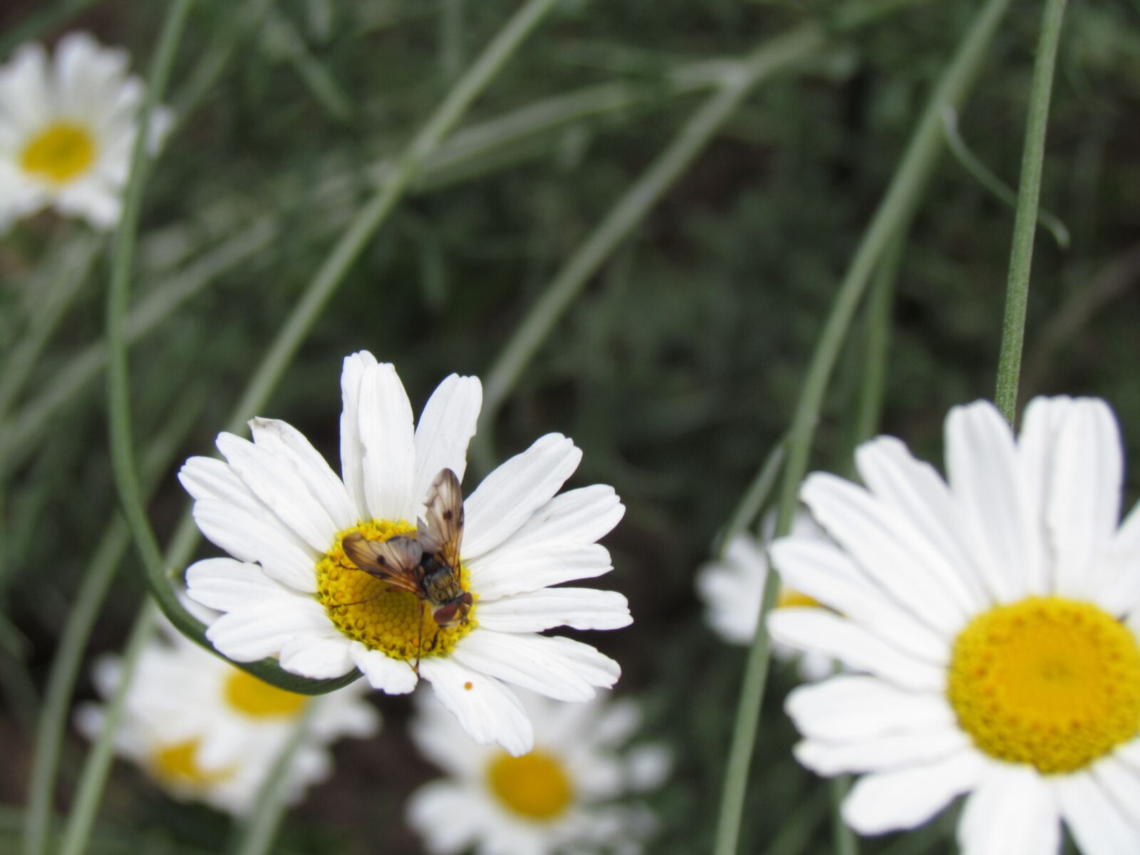 Canon PowerShot SX30 IS sample photo. Margaret, bee, nature photography