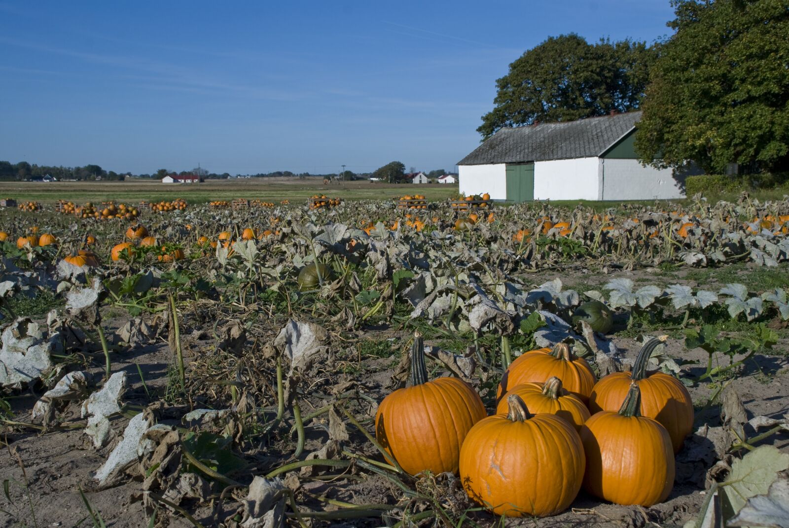Nikon D80 sample photo. Pumpkin, pumpkin cultivation, pumpkins photography