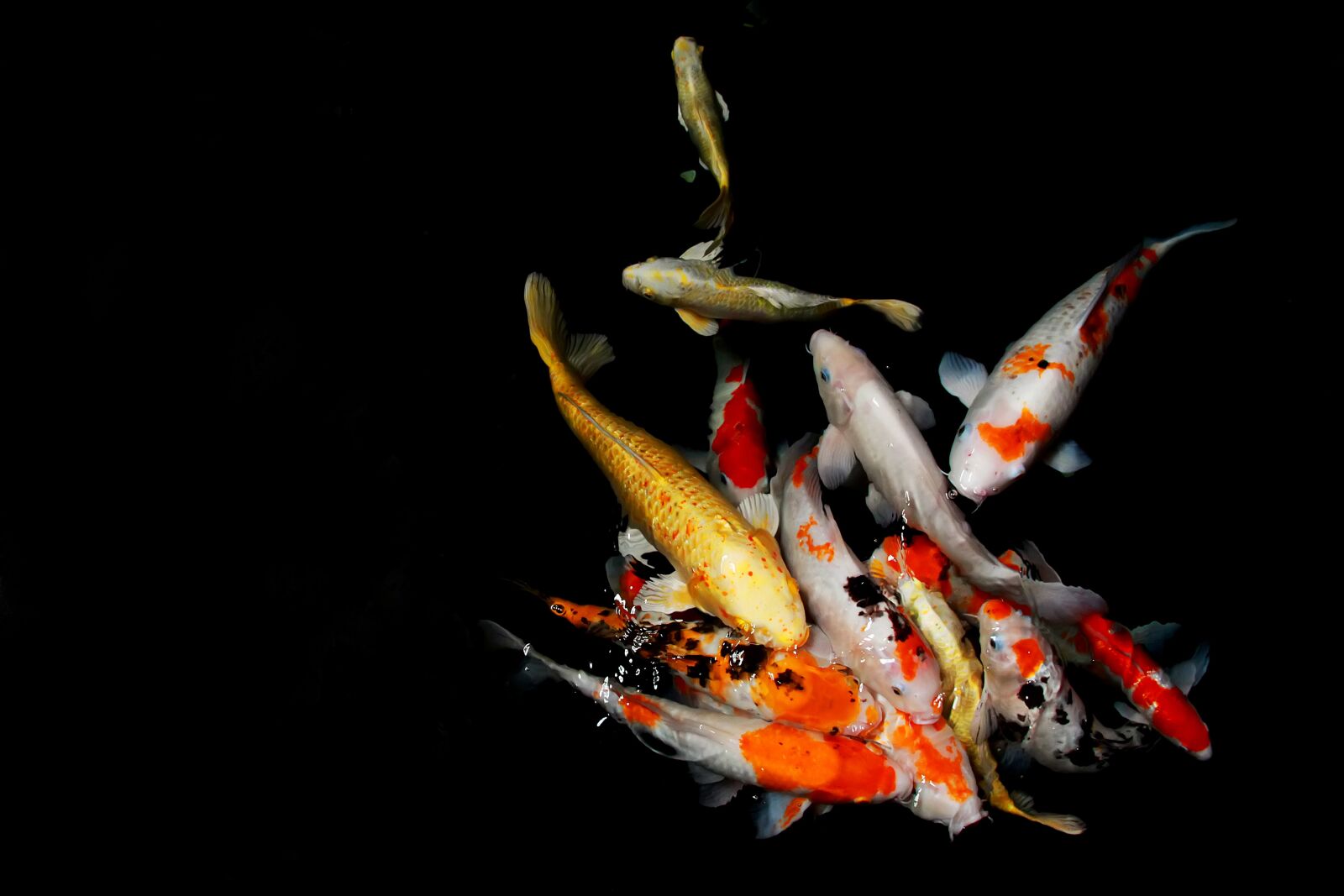 Canon EF-S 18-135mm F3.5-5.6 IS sample photo. Japan, fish, koi photography