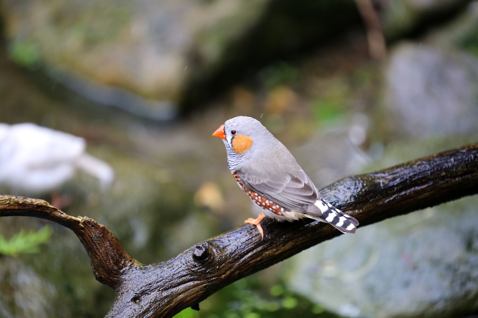 Canon EOS 6D + Canon EF 100-400mm F4.5-5.6L IS II USM sample photo. Zebra finch, bird, fink photography