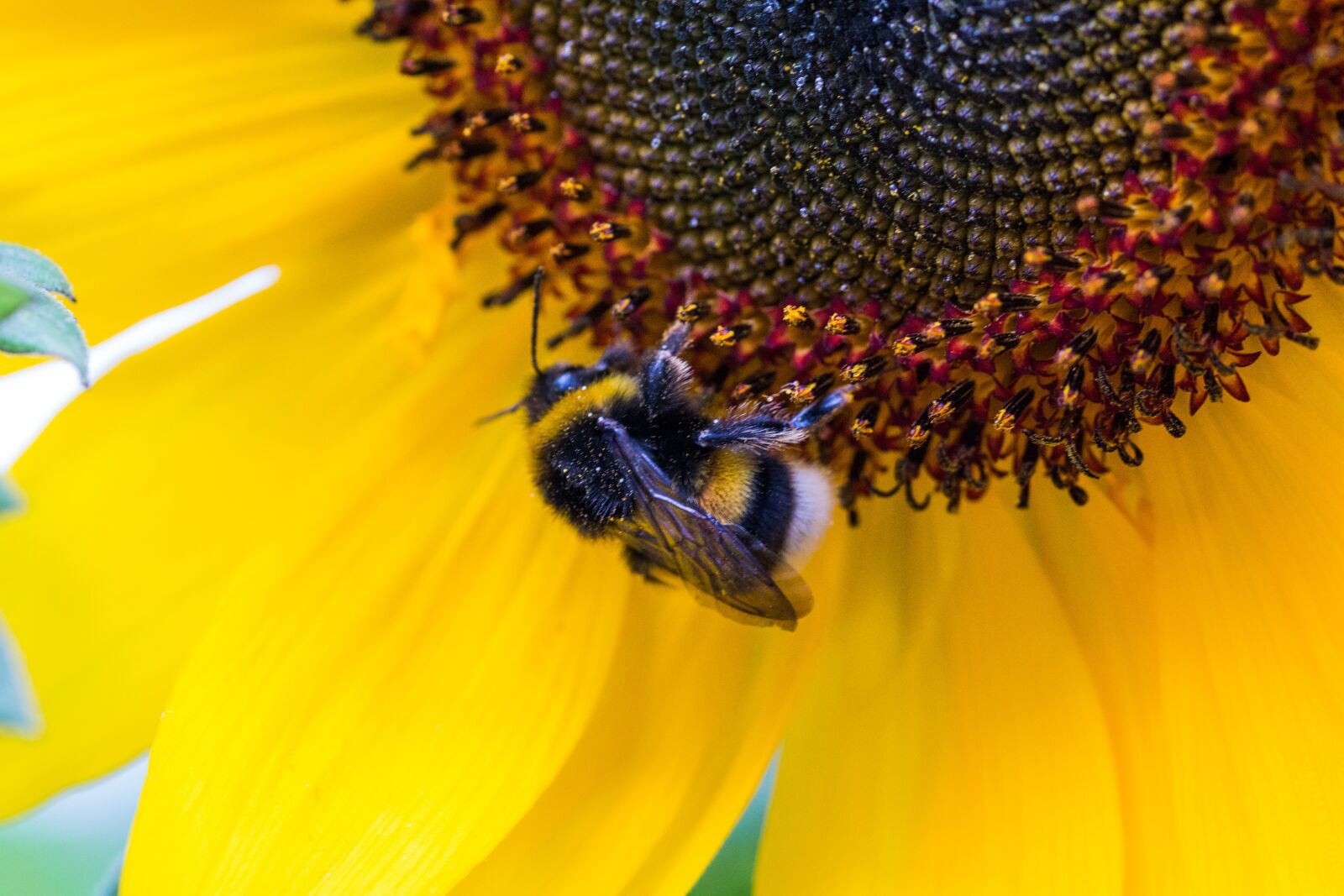 Canon EOS 70D sample photo. Hummel, sunflower, helianthus annuus photography