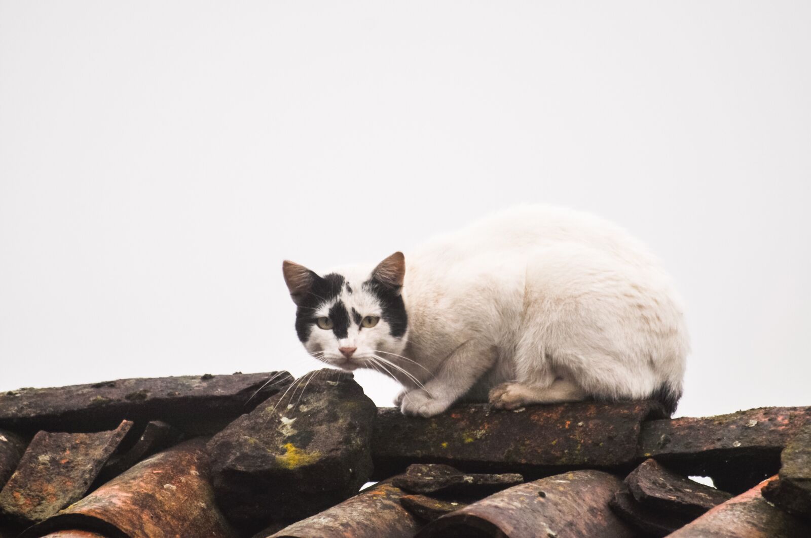 Nikon D90 sample photo. White, cat, roof photography