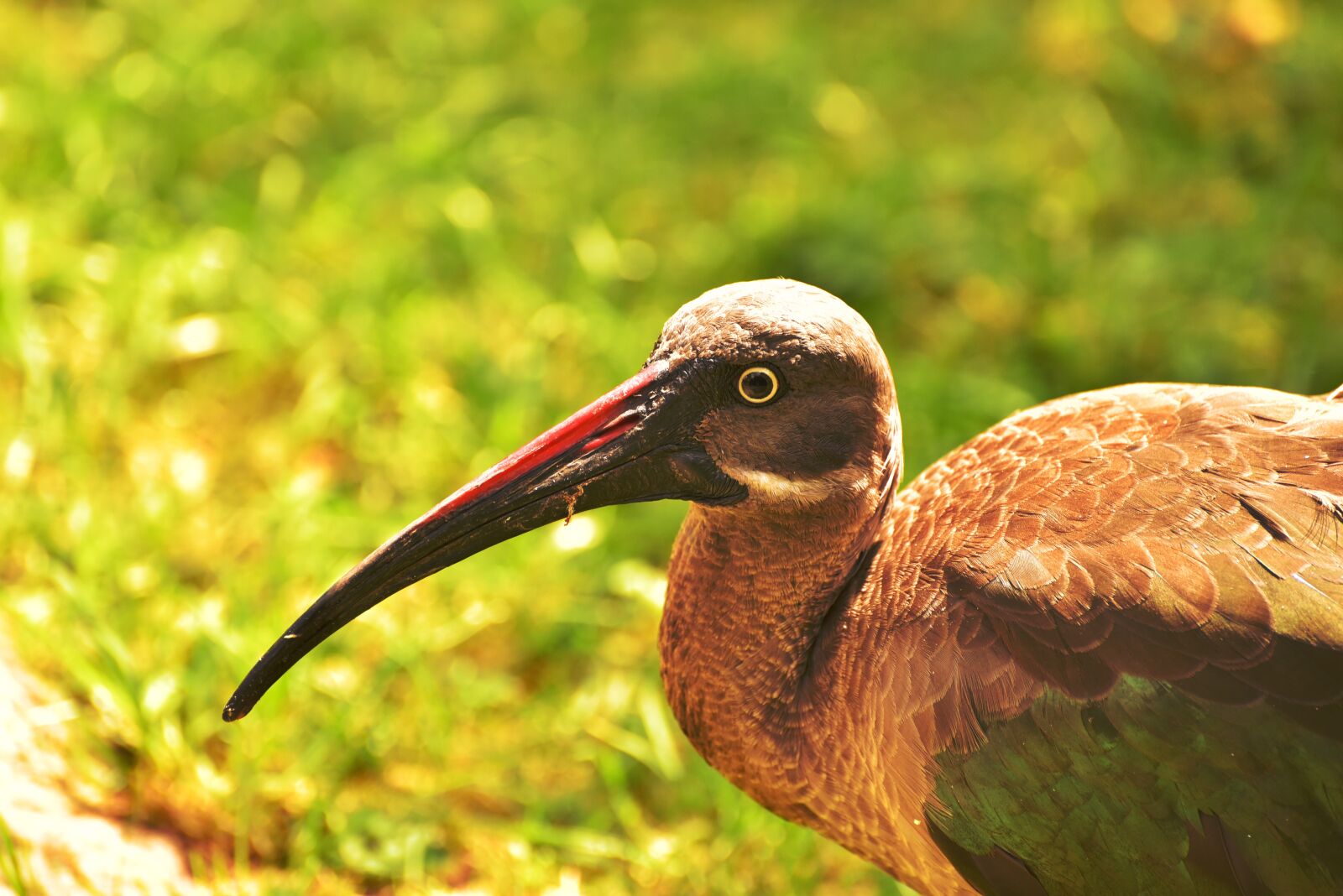 Nikon D750 sample photo. Bird, bill, nature photography