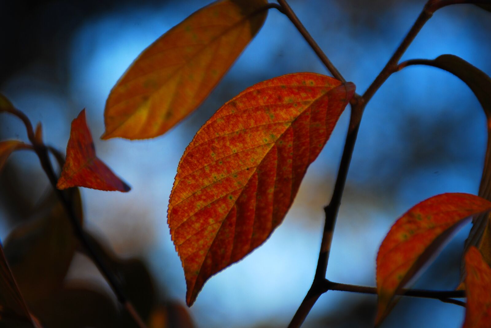 Nikon D40X sample photo. Leaf, leaves, fall photography