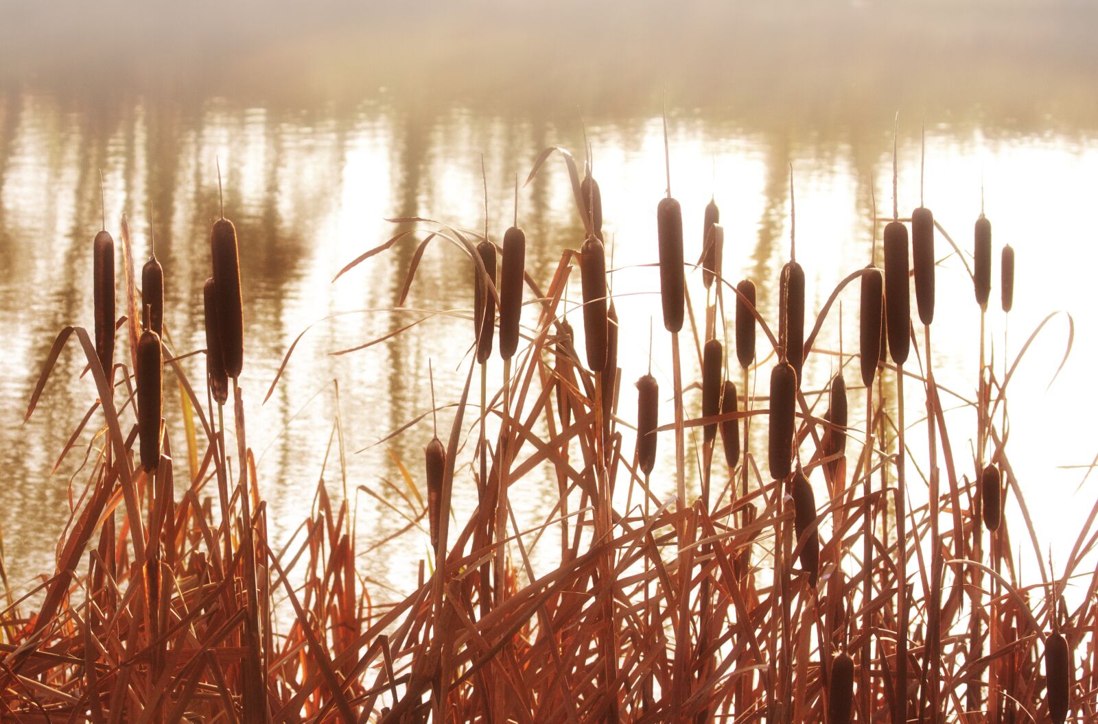 Canon EOS 550D (EOS Rebel T2i / EOS Kiss X4) sample photo. Cattails, grass, grasses, lake photography