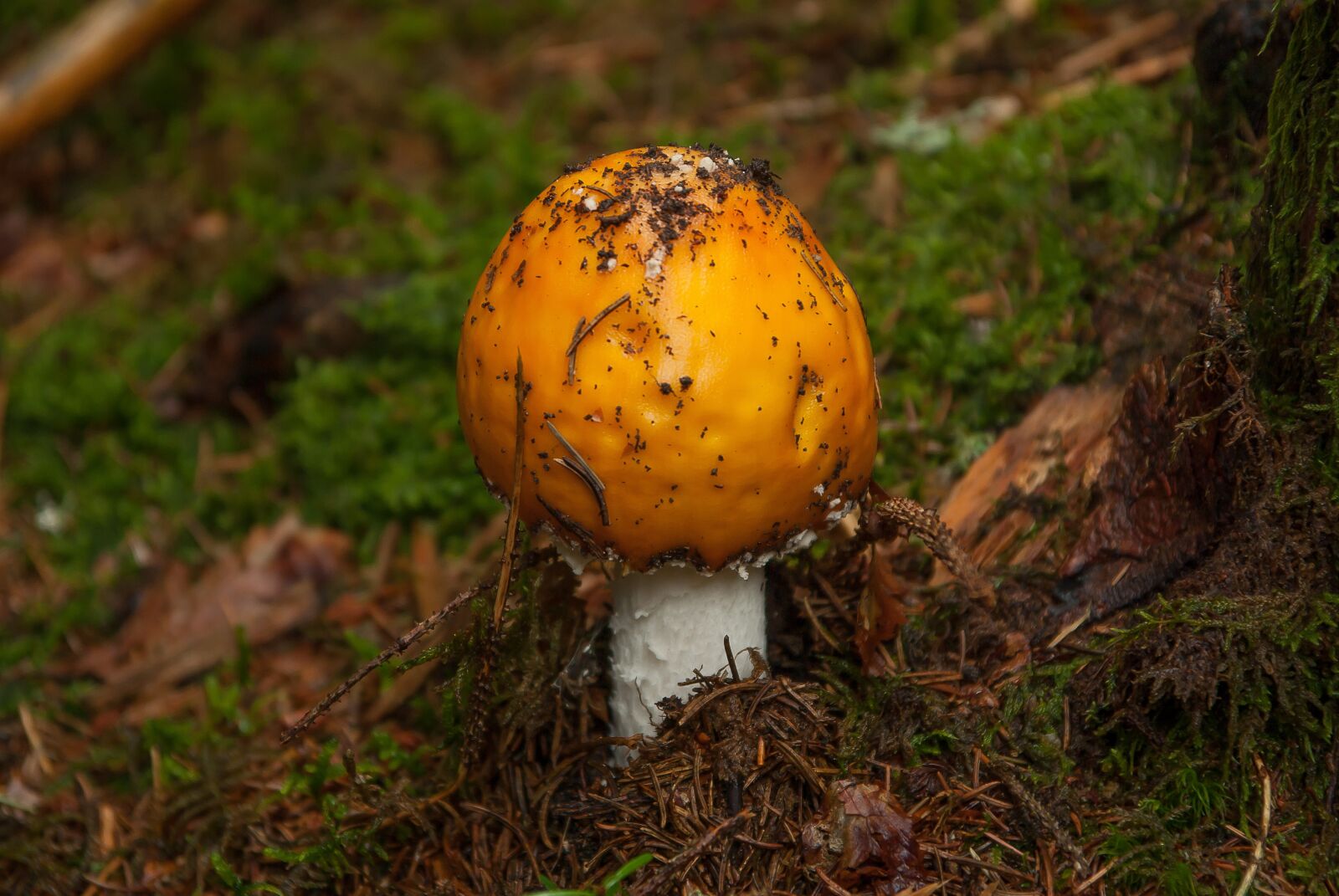 Pentax K10D sample photo. Fungus, forest, fall photography