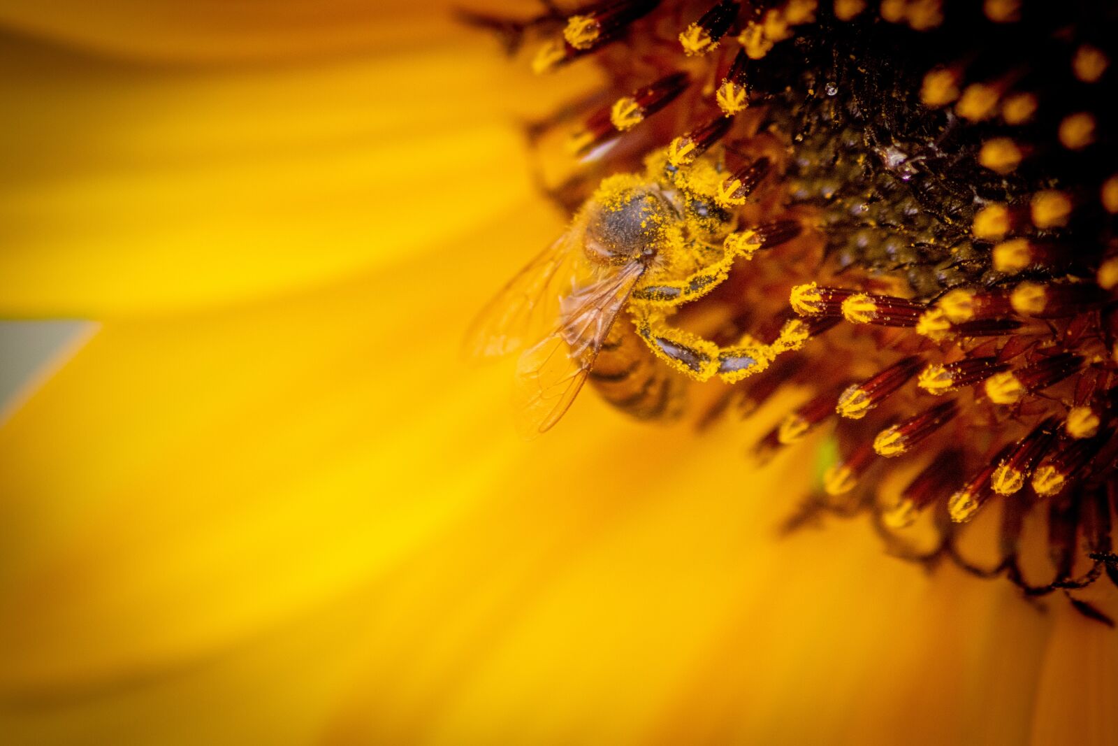 Canon EOS 200D (EOS Rebel SL2 / EOS Kiss X9) sample photo. Bee, honeybee, sunflower photography