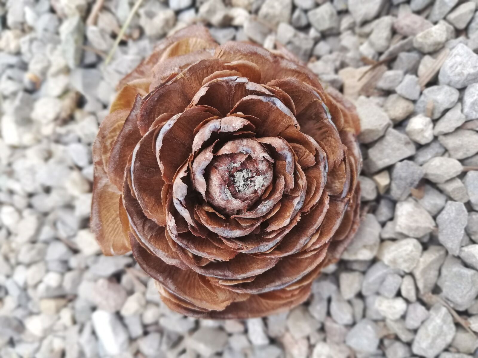 HUAWEI P20 lite sample photo. Pine cones, ground, mandala photography
