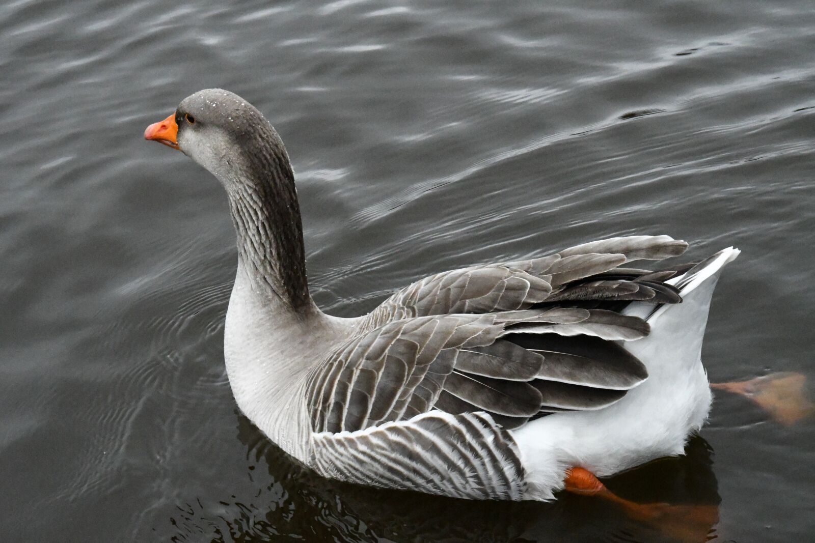 Nikon D7500 sample photo. Ave, goose, feathers photography