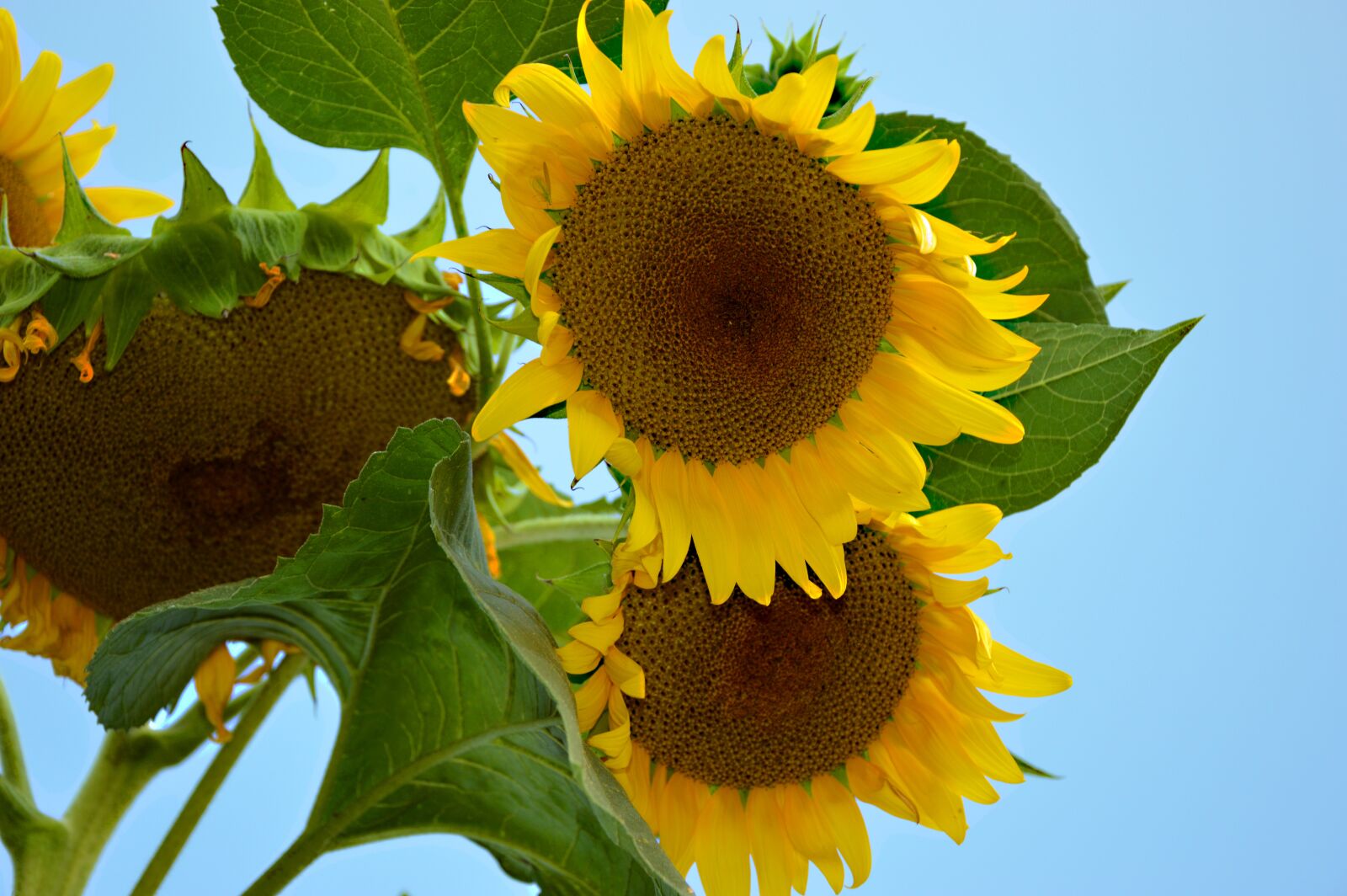 Nikon D3200 sample photo. Sunflower, flowers, helianthus photography