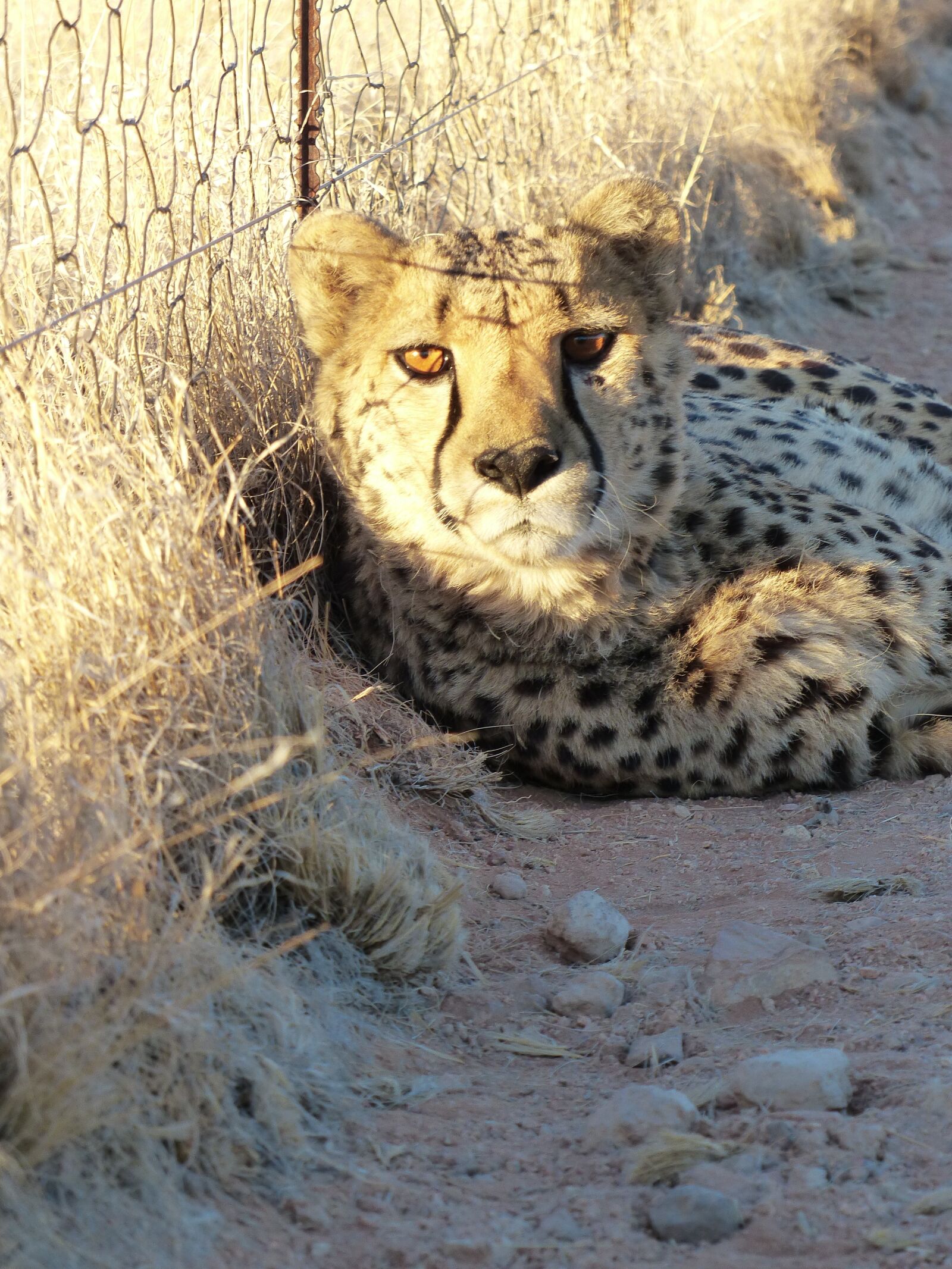 Panasonic Lumix DMC-FZ200 sample photo. Cheetah, tame, nambia photography