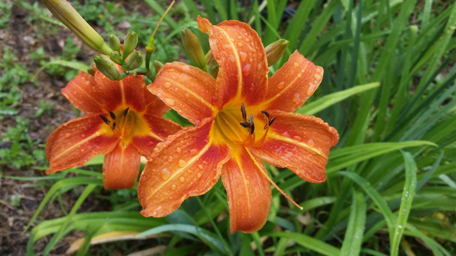 Samsung Galaxy S5 sample photo. Flower, green, garden photography