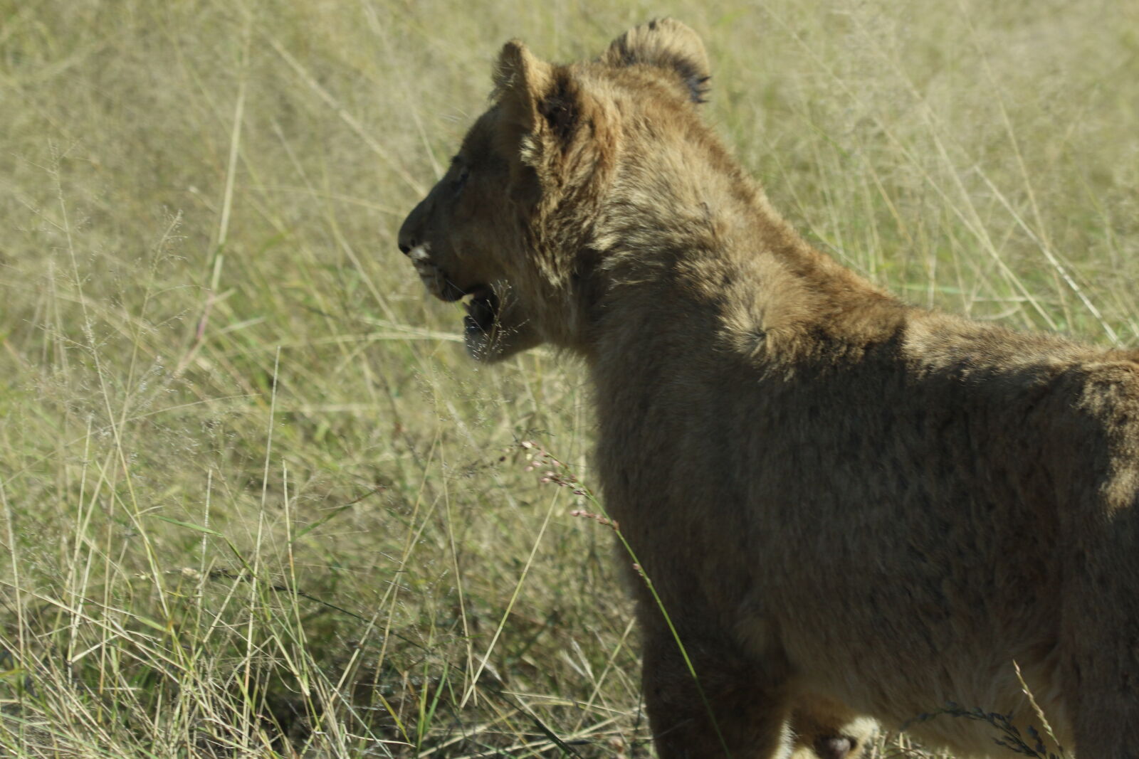 Canon EOS 7D Mark II sample photo. Africa, animal, baby, baby photography