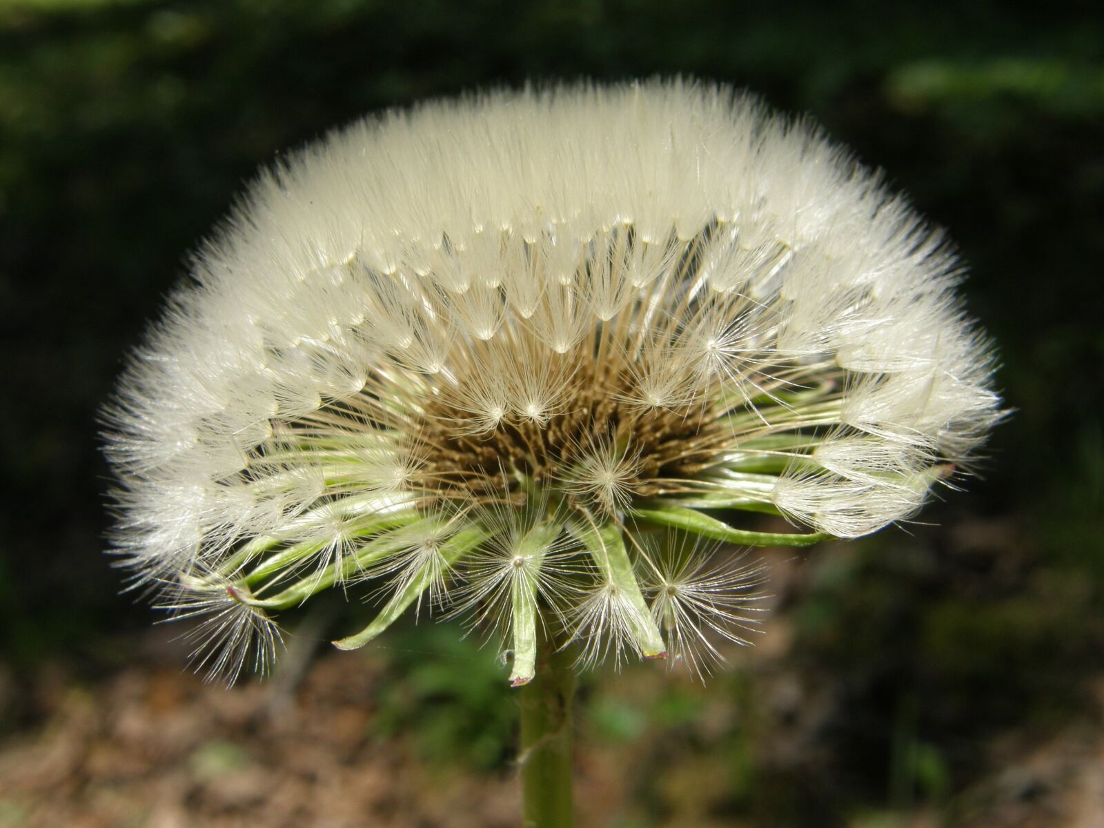 Olympus SP550UZ sample photo. Flower, dandelion, seeds photography