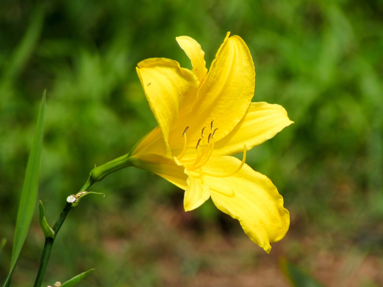 Canon PowerShot SX510 HS sample photo. Flowers, field, yellow photography