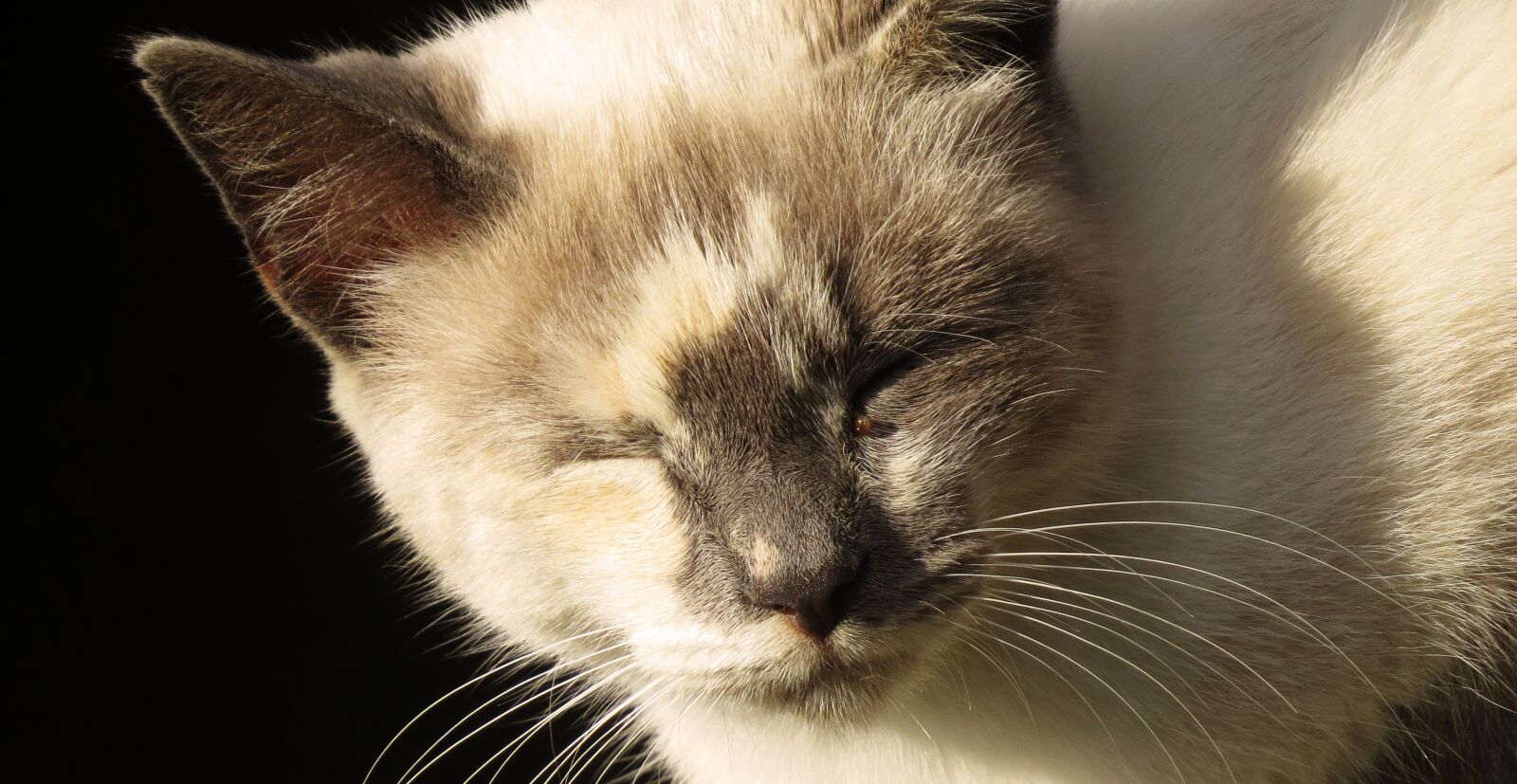 Canon PowerShot SX50 HS sample photo. Cat, mammalia, nice photography