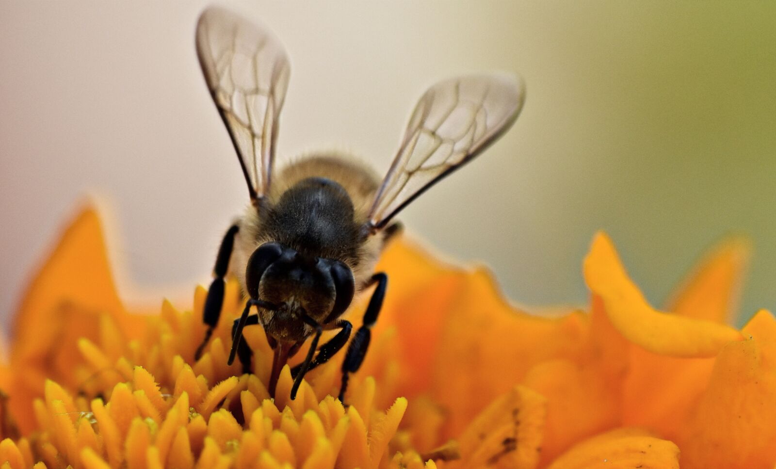 Nikon D5600 sample photo. Honeybee, apis, pollination photography