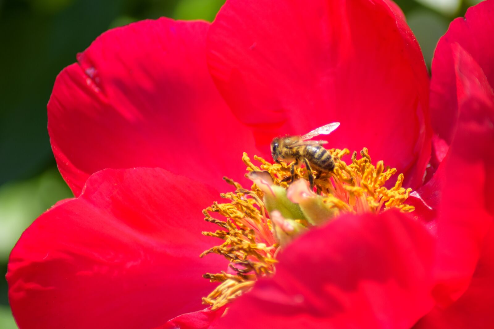 Nikon D5300 sample photo. Red flower, wasp, insect photography
