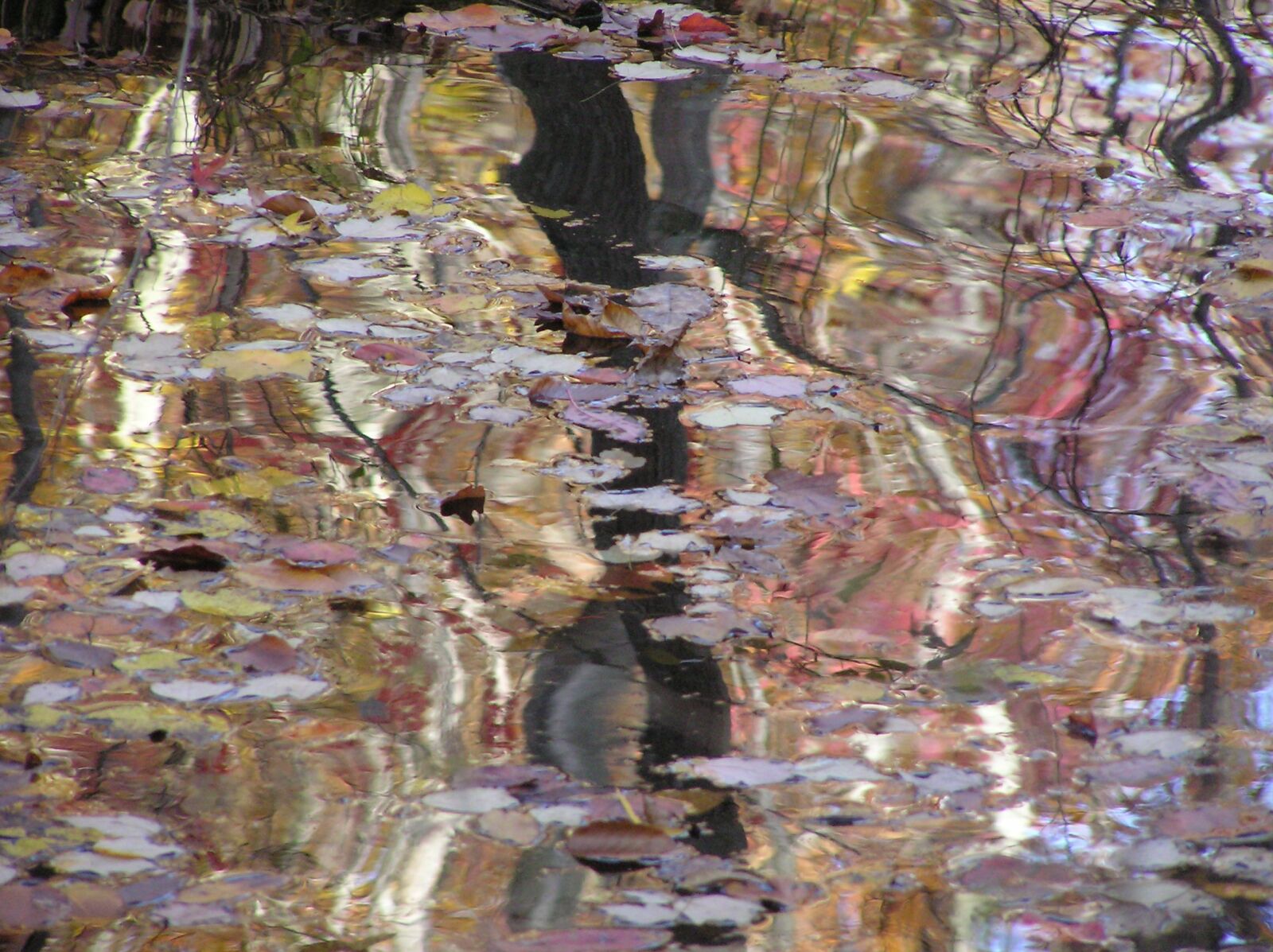 Olympus C750UZ sample photo. Abstract, leaves, background photography