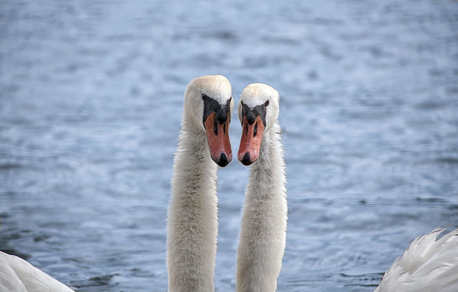 Canon EOS 5D Mark II sample photo. Animal, bird, swan photography