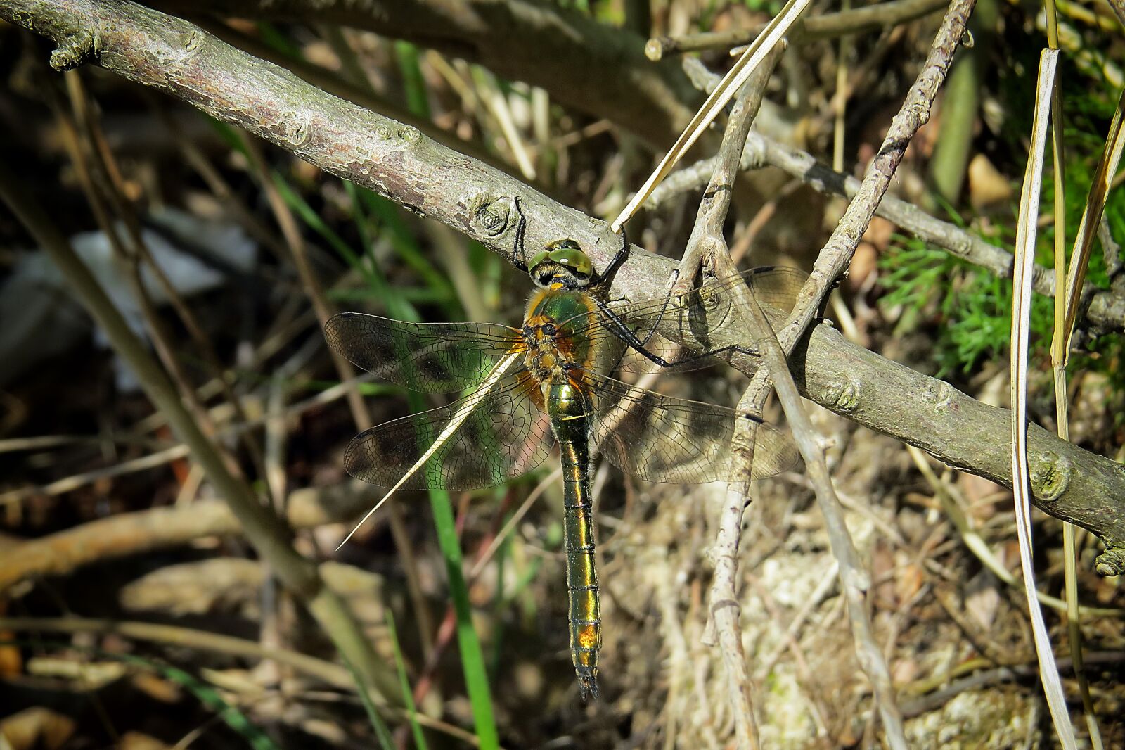 Canon PowerShot SX50 HS sample photo. Dragonfly, insect, lake photography