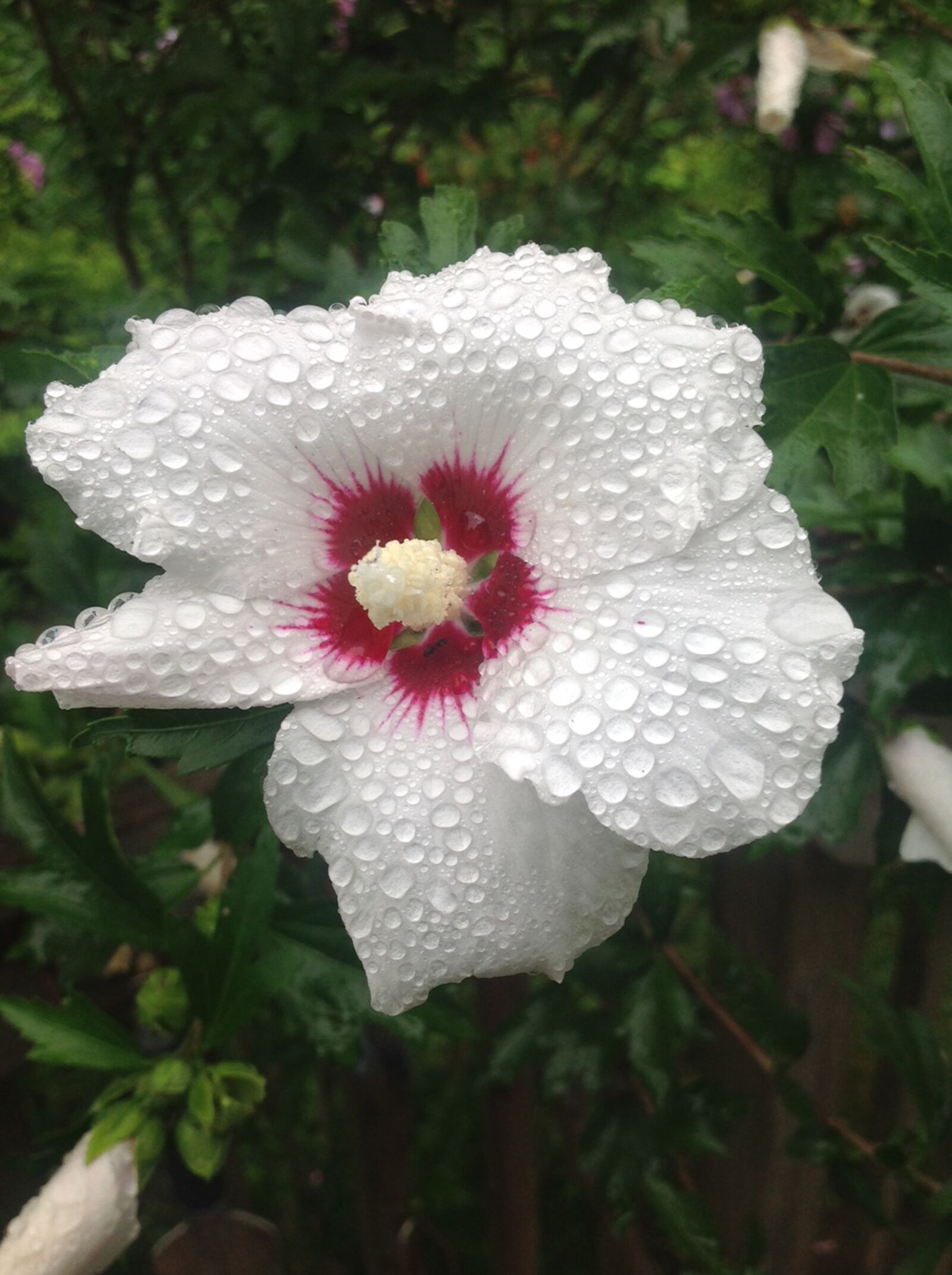 iPad back camera 4.28mm f/2.4 sample photo. Hibiscus, rain, flower photography