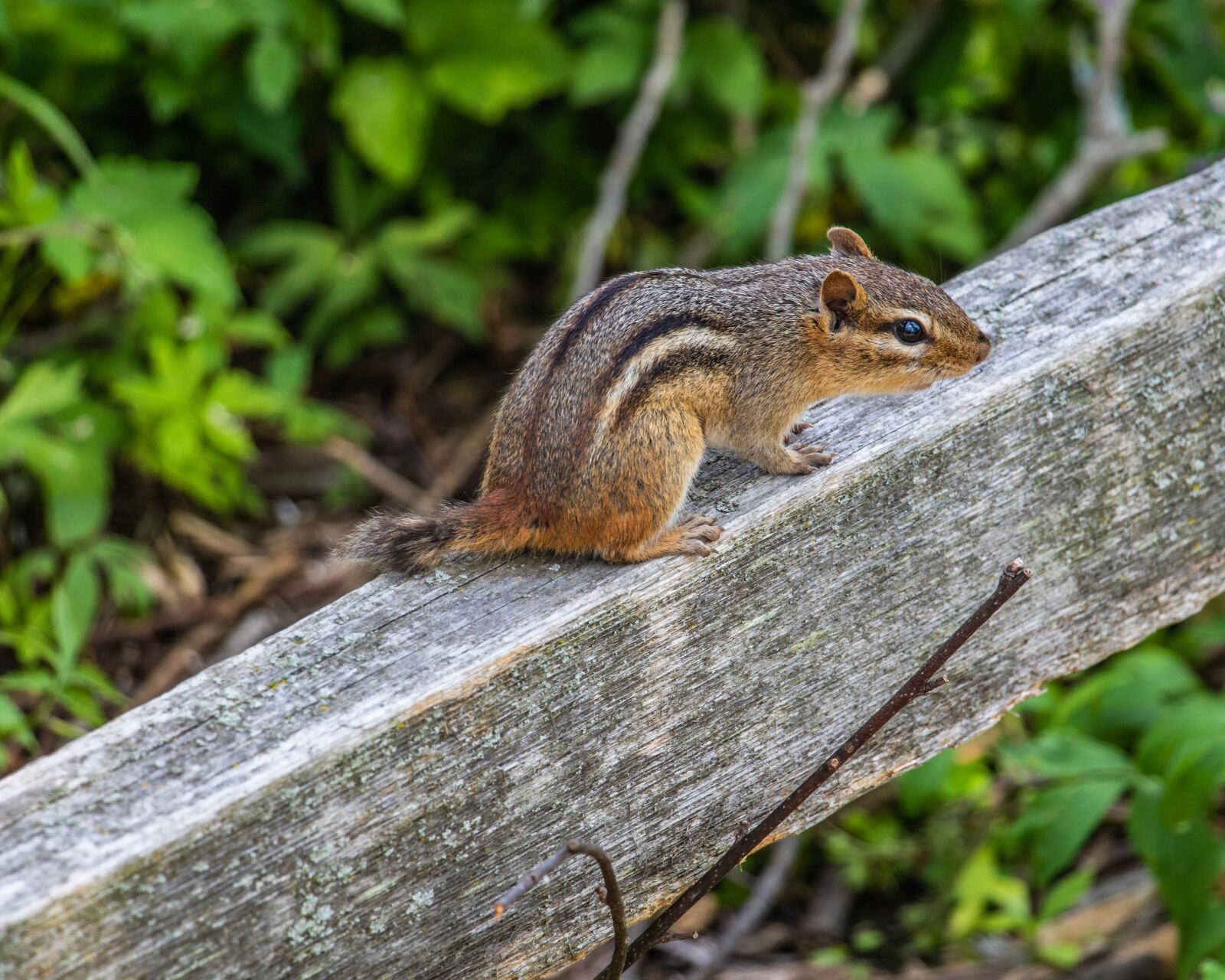 Canon EOS 760D (EOS Rebel T6s / EOS 8000D) sample photo. Wehr nature center, chipmunk photography