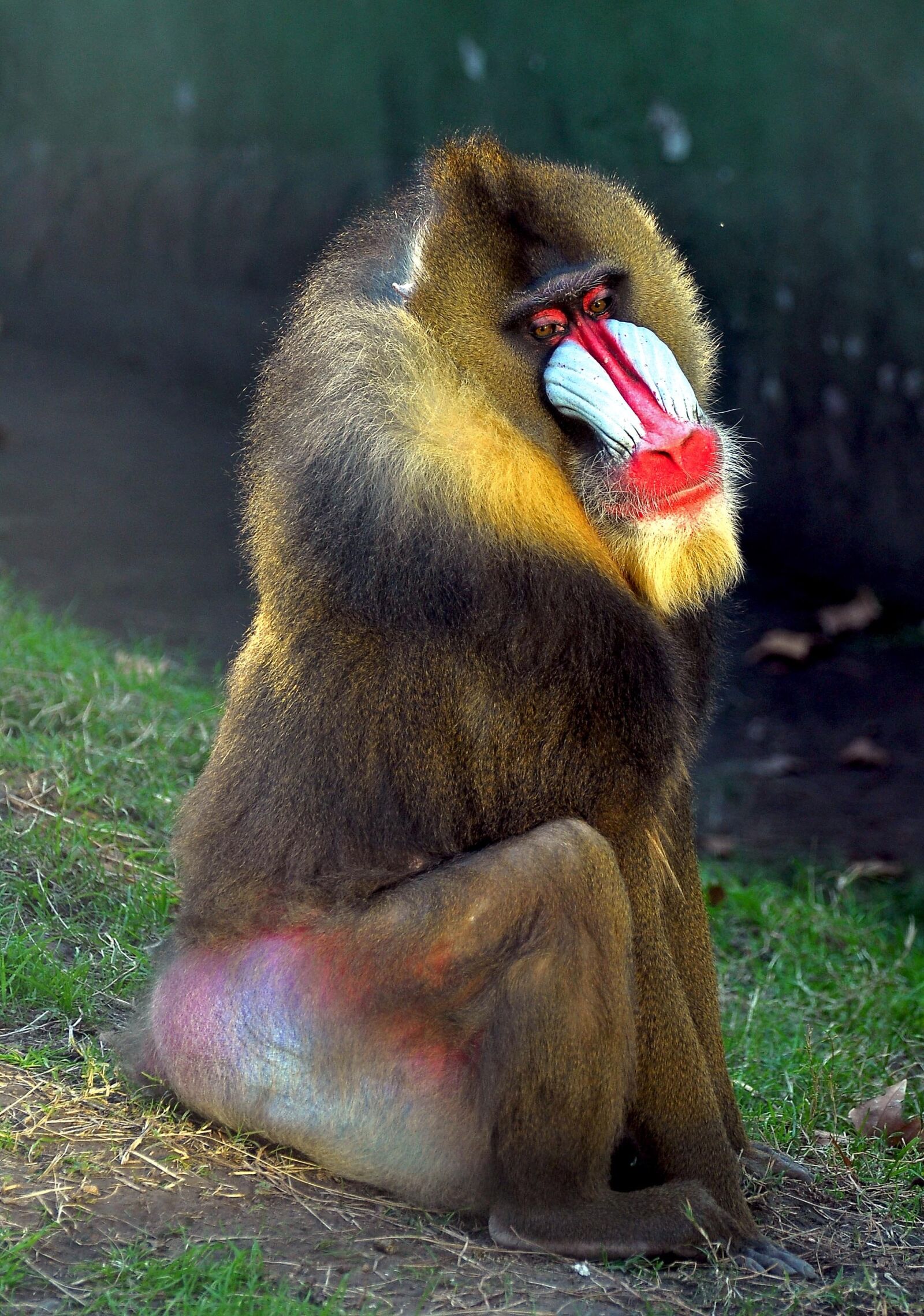 Nikon D90 sample photo. Mono, baboon, fauna photography
