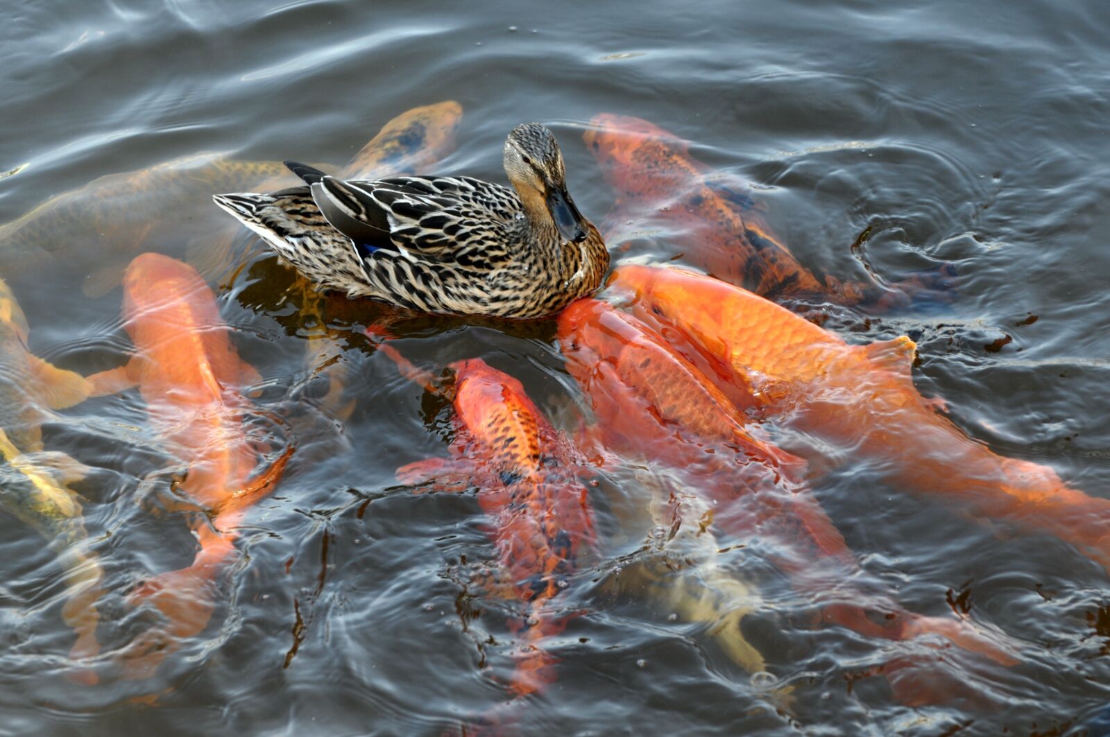 Nikon D300 sample photo. Duck, koikarpfen, water photography
