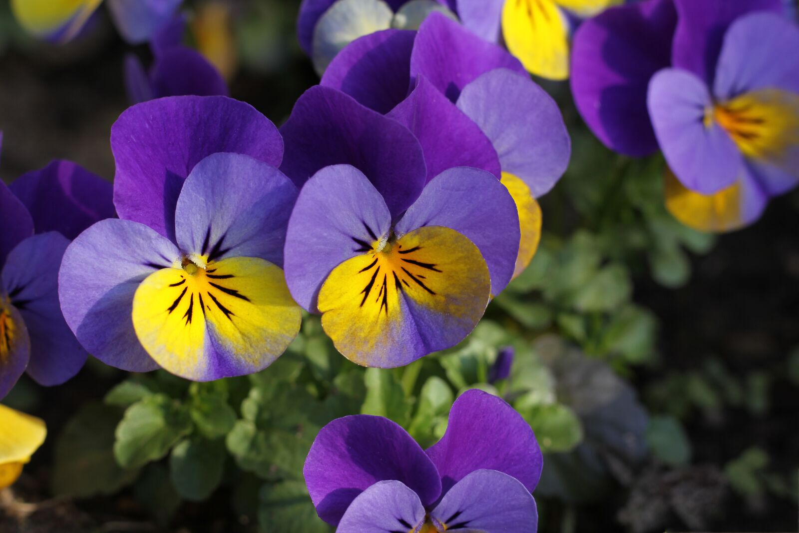Canon EOS 50D sample photo. Pansy, flower, blossom photography