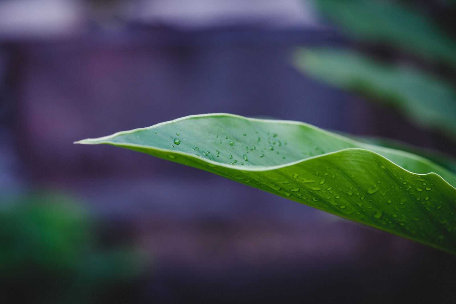 Canon EF 100mm F2.8L Macro IS USM sample photo. Macro, green, leaf photography