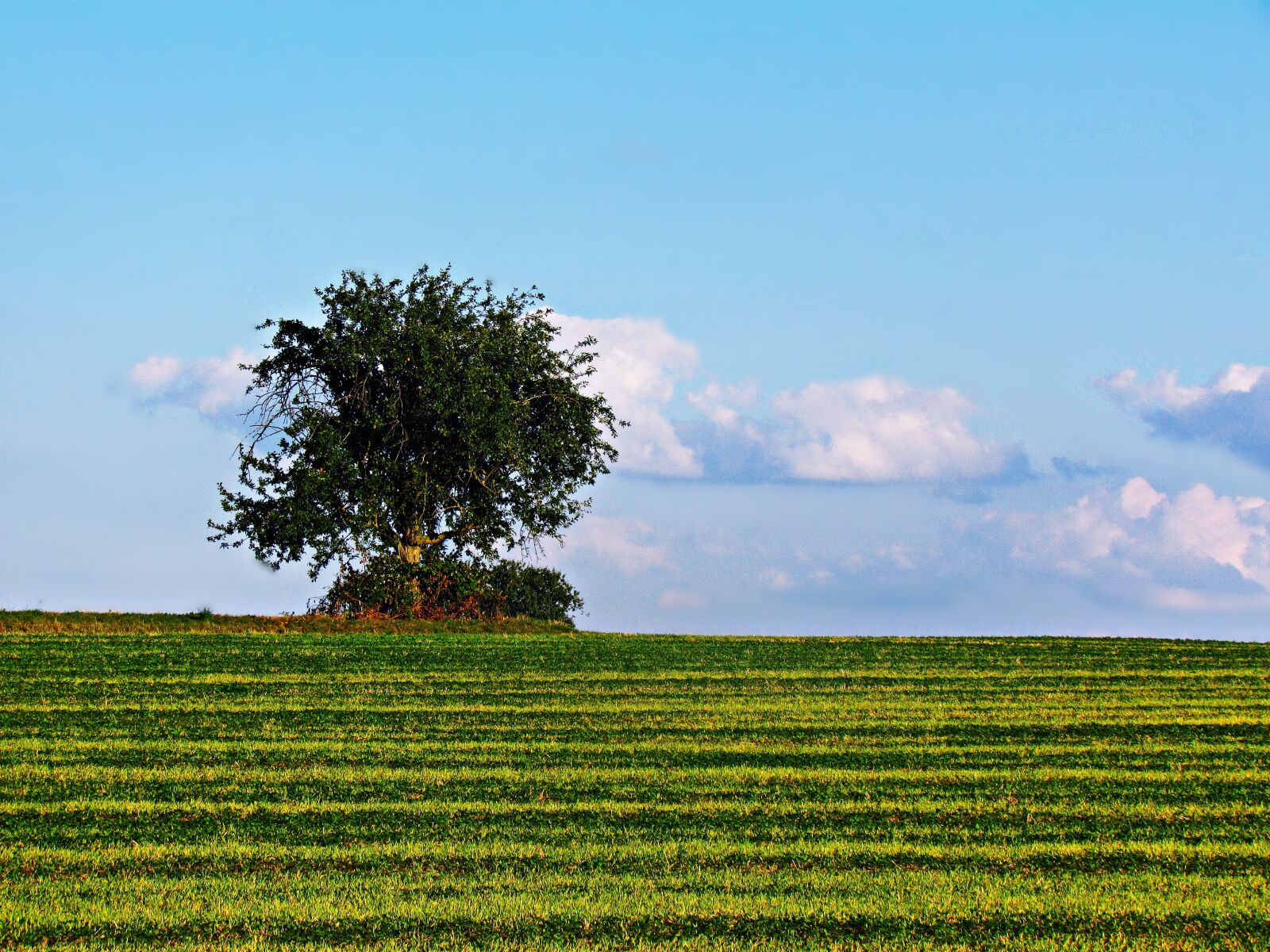 Canon PowerShot SX30 IS sample photo. Tree, loneliness, field photography