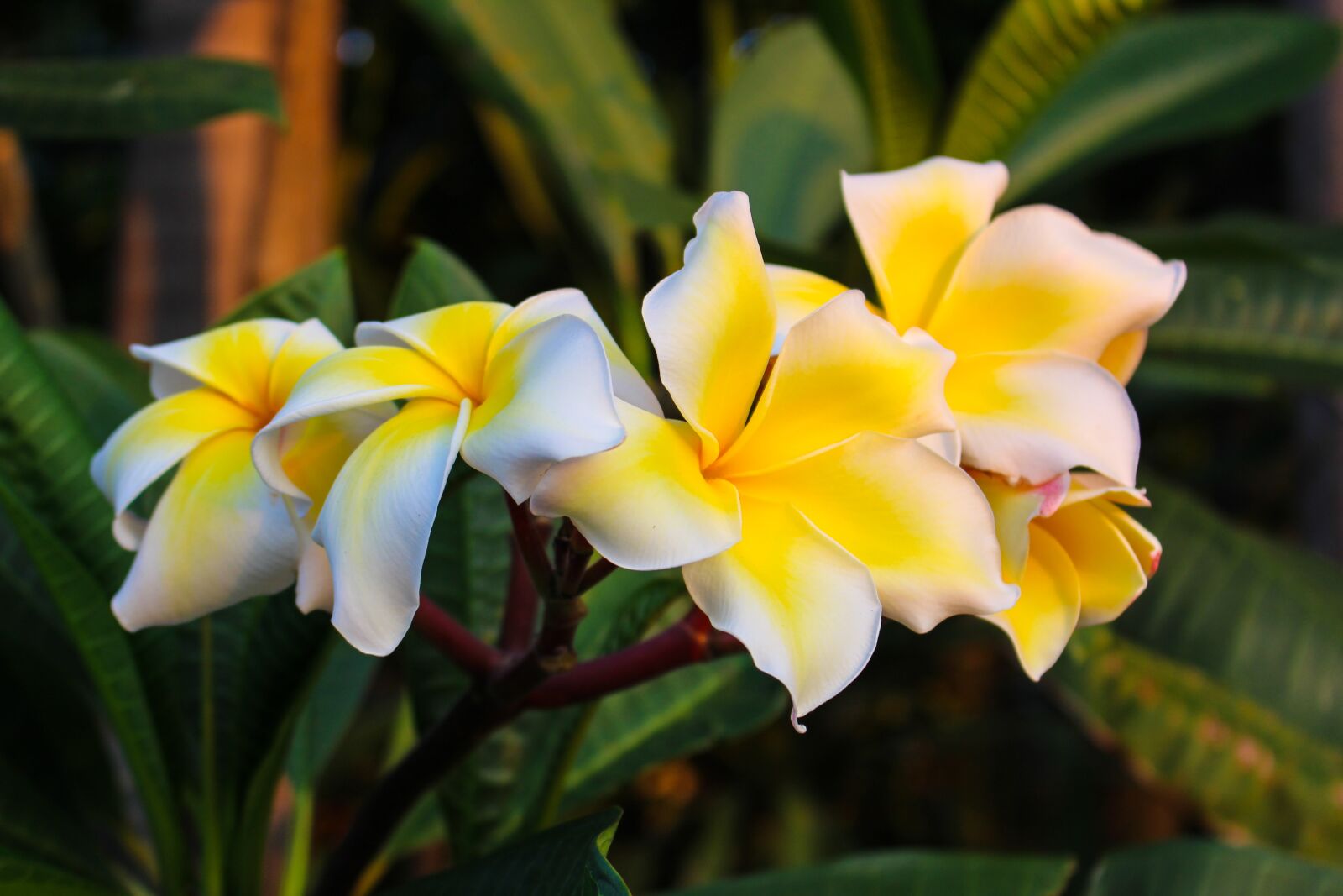 Canon EOS 700D (EOS Rebel T5i / EOS Kiss X7i) sample photo. Fragrapanti, plumeria, open photography