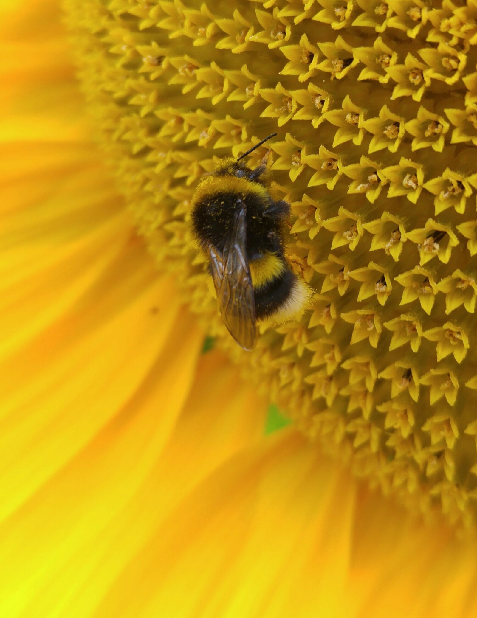LG H818P sample photo. Sunflower, hummel, insect photography