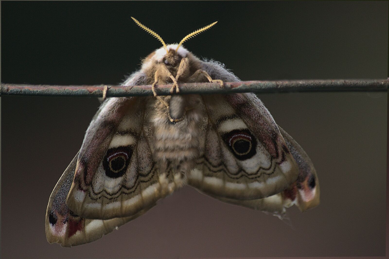Canon EOS 600D (Rebel EOS T3i / EOS Kiss X5) sample photo. Saturnia, butterfly, nature photography