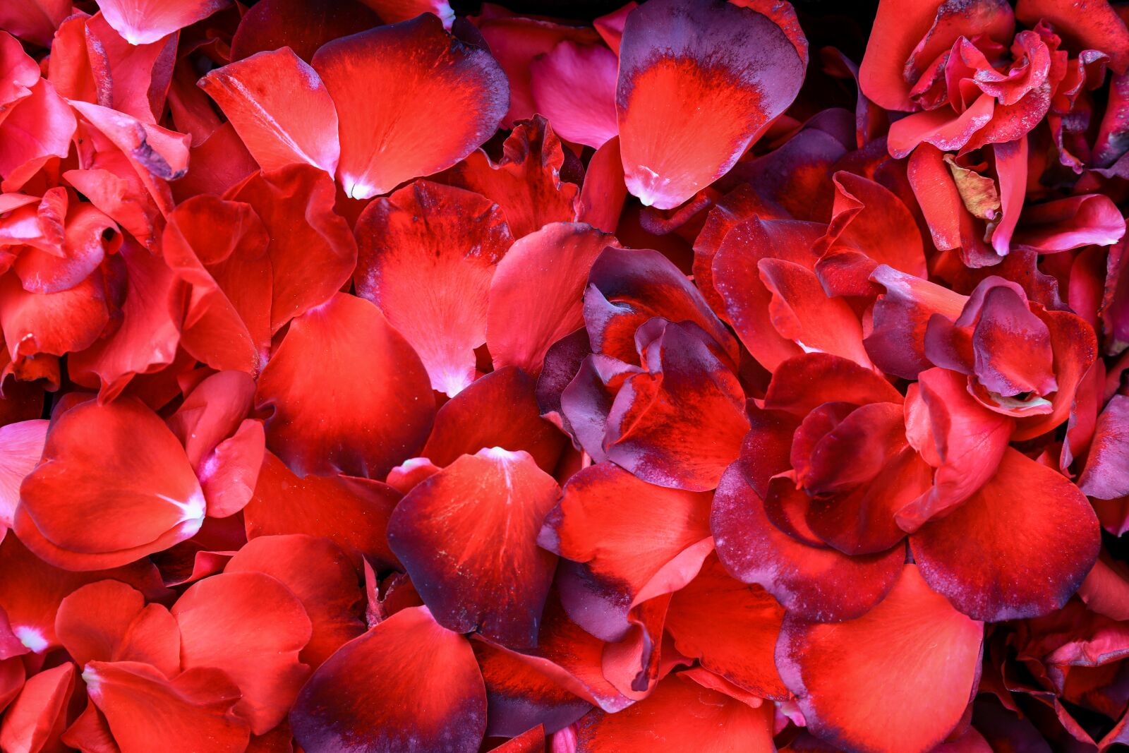 Canon EOS 5D Mark IV sample photo. Rose, rose petals, romantic photography