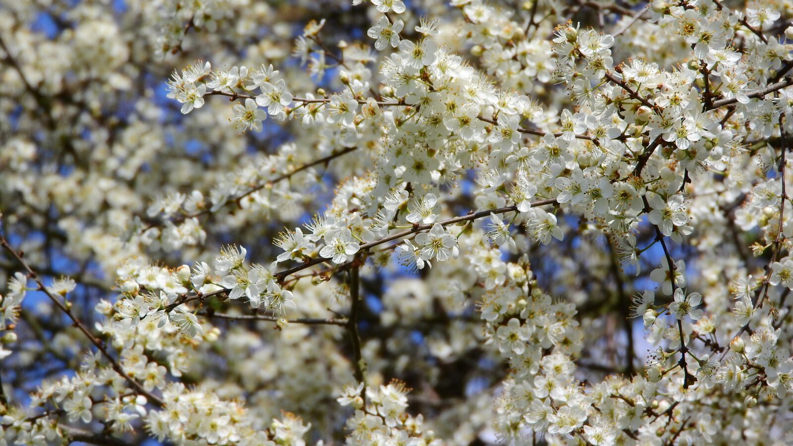 Nikon Coolpix P610 sample photo. Prunus spinosa, blackthorn, spring photography