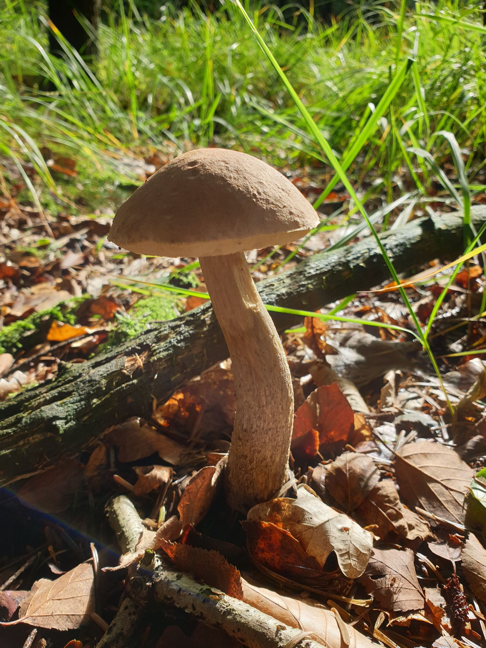 Samsung Galaxy S9 sample photo. Mushroom, forest, autumn photography