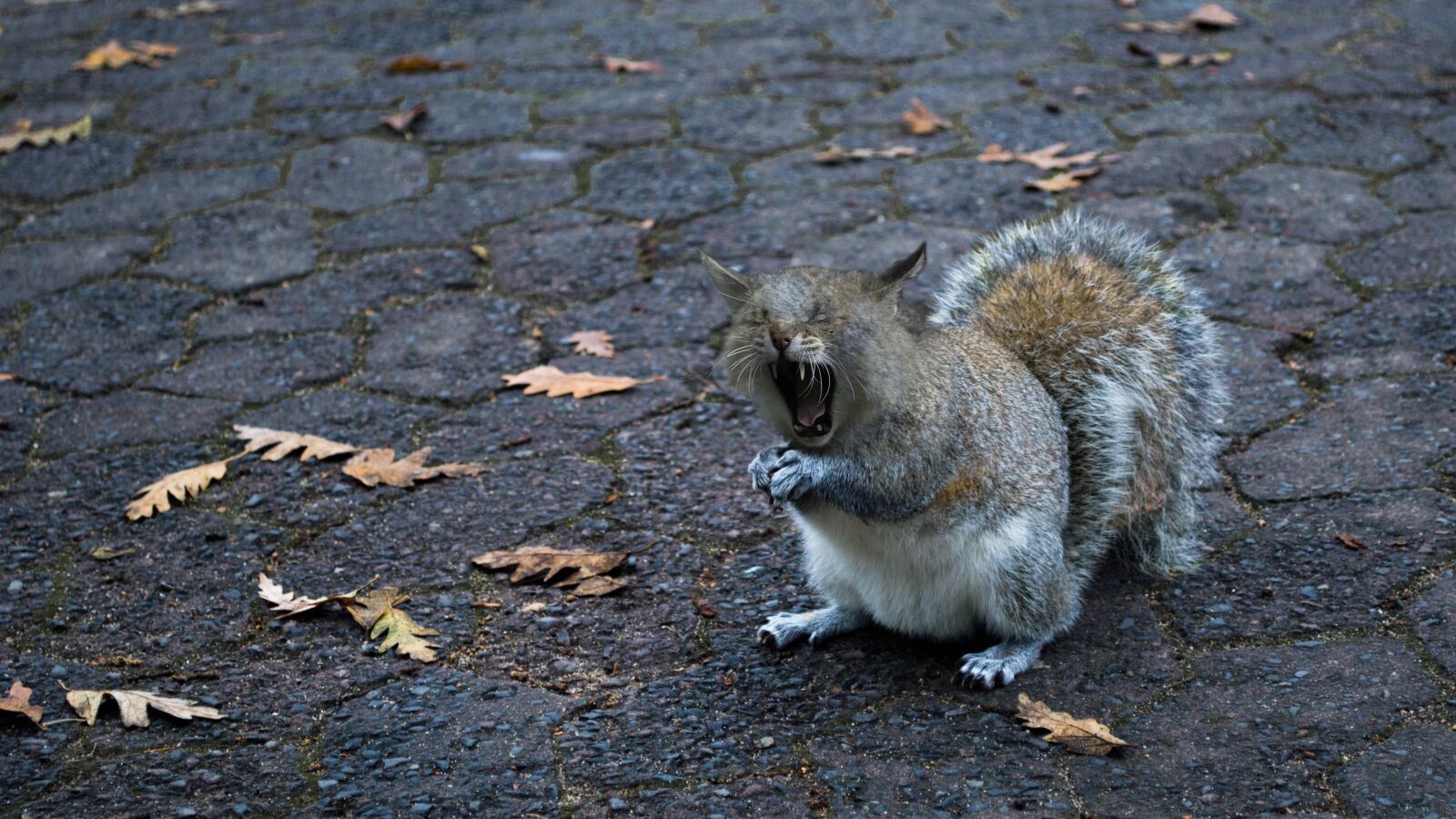 Nikon D3200 sample photo. Squirrel-cat, yawn, foot photography