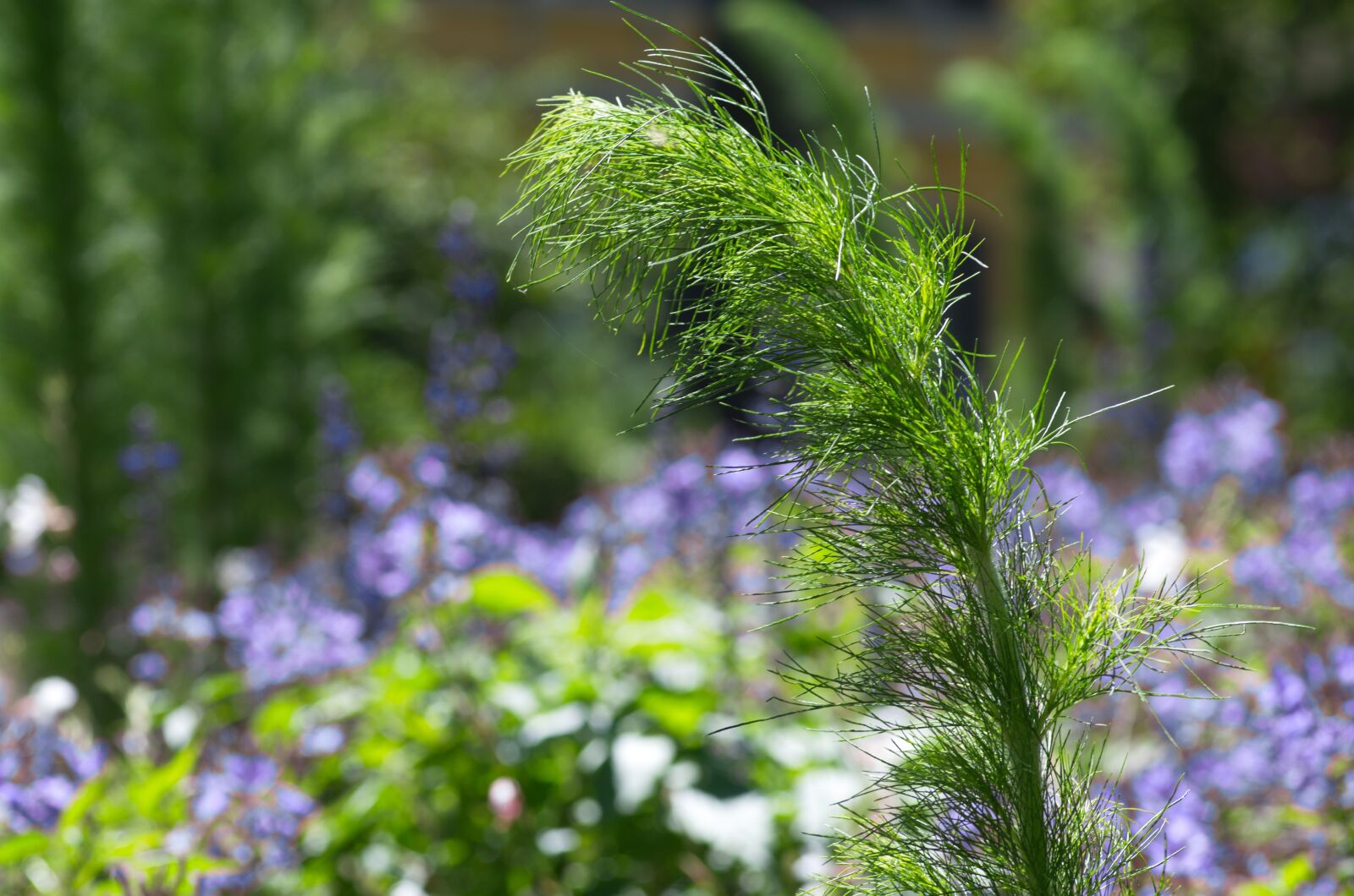 Pentax K-50 sample photo. Plant, wind, green photography