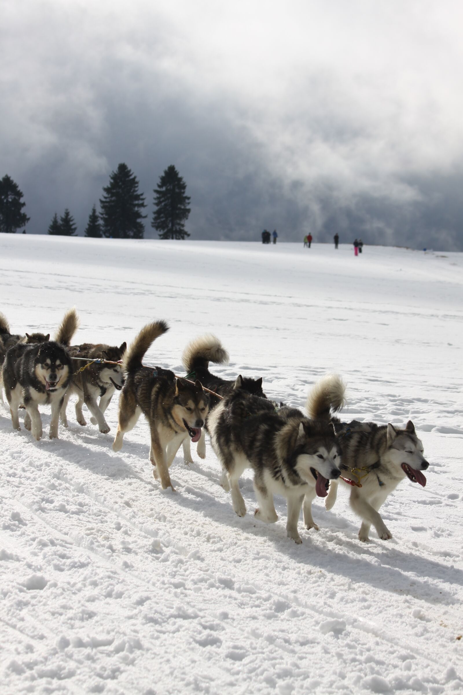 Canon EOS 50D sample photo. Huskies, sport, snow photography