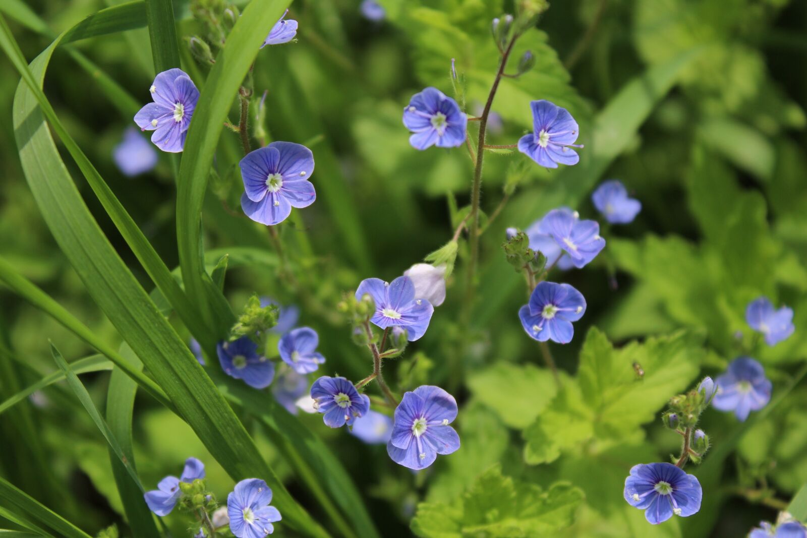 Canon EOS 1200D (EOS Rebel T5 / EOS Kiss X70 / EOS Hi) sample photo. Blue flowers, veronica dubravnaya photography